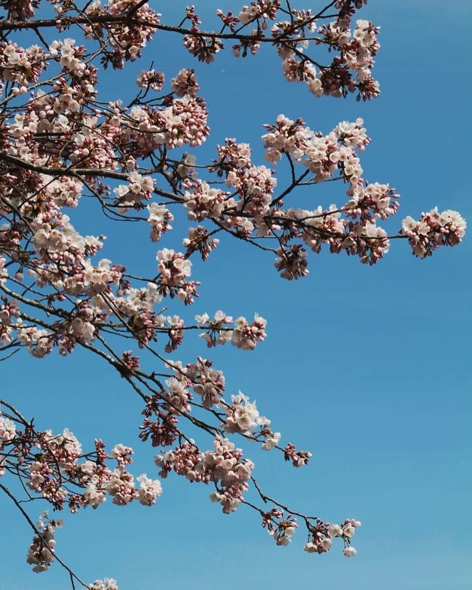 エルエーメイドのインスタグラム：「The #CherryBlossom #SuperBloom near our offices #DTLA are what inspired our Spring pallet • shop the happy online now 🌸」