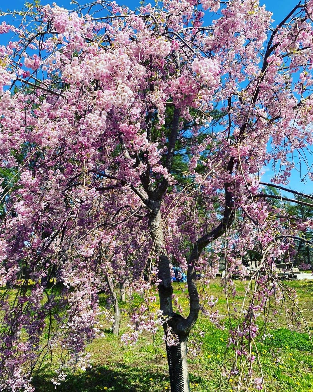 小沢仁志さんのインスタグラム写真 - (小沢仁志Instagram)「青森の五所川原に 俺の手で植えた桜が満開🌸」4月27日 12時34分 - ozawa_hitoshi