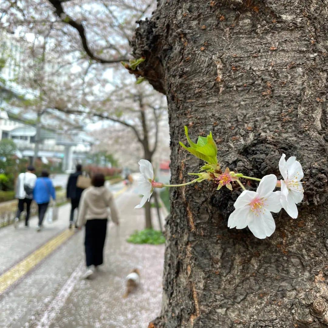 くるみんのインスタグラム：「* まだひまりを迎える前の、お台場散歩pickに戻ります🌸  あずきちゃん、お腹はすっかり戻りました😆はぁ、良かった。 だけど、ひまりの鳴き声や私がケージのトイレ交換とか少し話しかけるだけで嫌がるので、まだまだストレスをかけてしまってるなぁ… 今まで以上に、もっともっとあずきを気に掛けてあげないとね  #カニンヘンダックスの日常 #カニンヘンダックスフンド #カニンヘンダックスフント #カニンヘンダックスフンドチョコタン #カニンヘン #カニンヘンダックス #カニンヘン多頭飼い #カニンヘンの会 #チョコタンダックスフンド #チョコタンダックスフント #チョコタンダックス #チョコタン #ダックス多頭飼い #ダックスフントカニンヘン #ダックスフント #ダックスフンド #ダックス #ダックスの日常 #ダックスパピー #ダックスフンドカニンヘン #ダックス部 #ダックス短足部 #いぬばか部 #いぬすたぐらむ #短足部 #桜 #お台場 #dachshund #dachs #dog」
