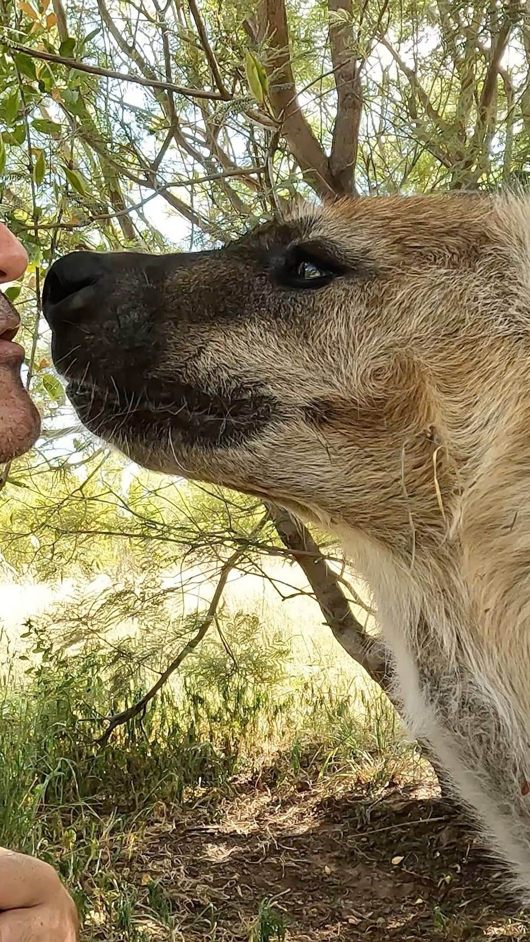 Kevin Richardson LionWhisperer さんのインスタグラム動画 - (Kevin Richardson