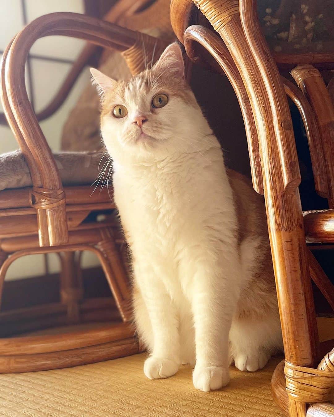 にゃんすくんのインスタグラム：「昭和感。 素敵。  oh! Japanese cat！ no no！Scottish Fold！ つって。←  #cat #猫 #動物 #happy #funny #american #アメショ #ピクネコ #ペコねこ部 #catlover #instacat #ニャンスタ #にゃんすたぐらむ #pet #animal #面白い #癒し #猫部」