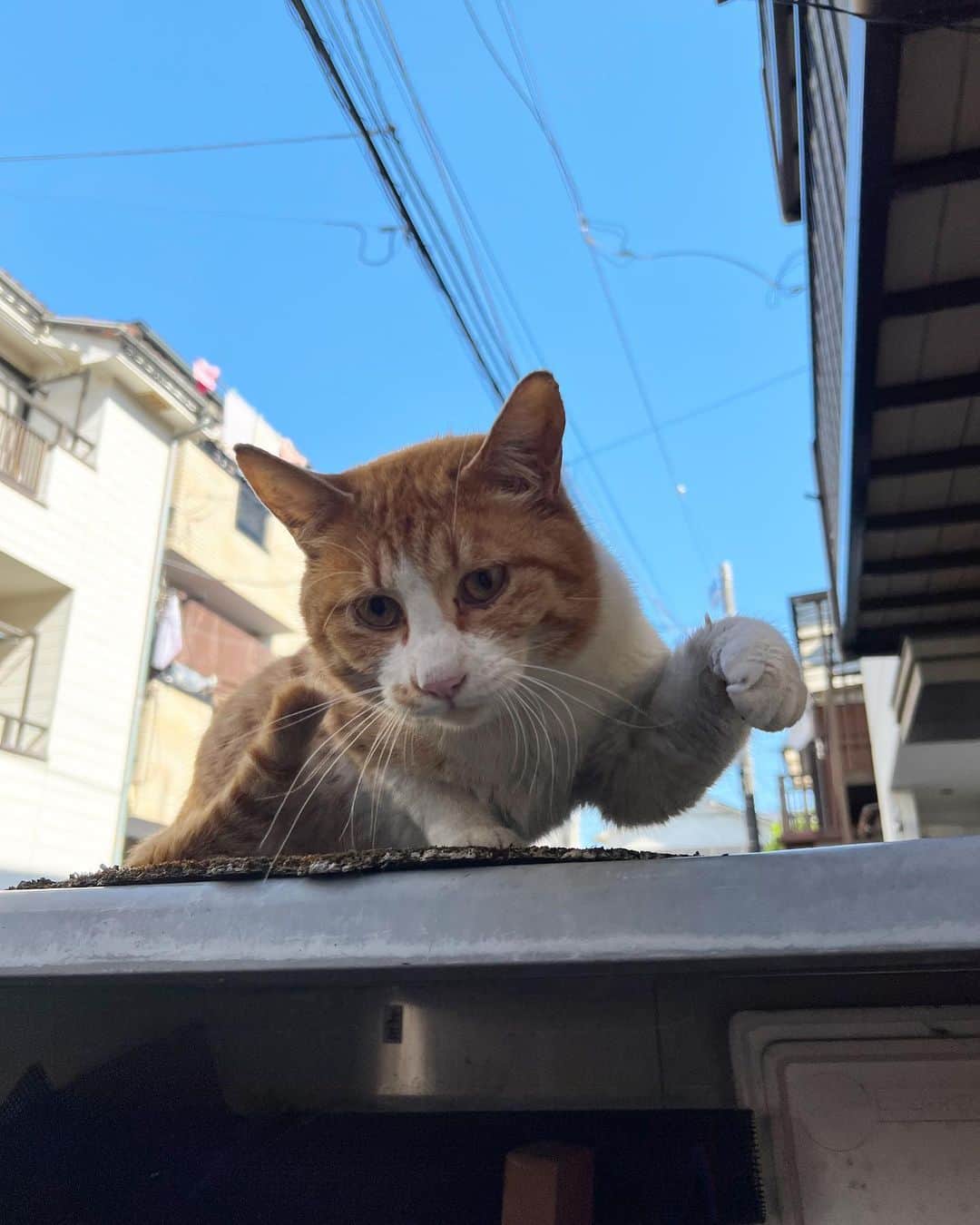 Kachimo Yoshimatsuさんのインスタグラム写真 - (Kachimo YoshimatsuInstagram)「シャーと猫パンチ！  結構気が強い。  #うちの猫ら #猫 #chameshi #ねこ #ニャンスタグラム #にゃんすたぐらむ #ねこのきもち #cat #ネコ #catstagram #ネコ部 http://kachimo.exblog.jp」4月27日 14時24分 - kachimo