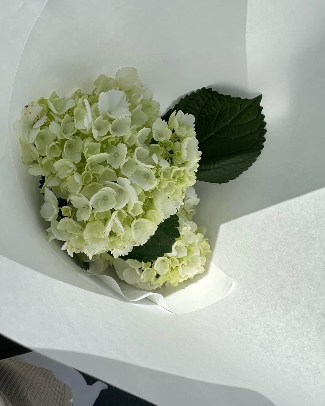 maichan1205さんのインスタグラム写真 - (maichan1205Instagram)「休みの日にママお花買いにいこ〜と 誘われた♡ チューリップが買いたかったようだけど もう季節的になく 選んでくれたお花はあじさいでした。 かわいい！ありがとう♡  #2y6m」4月28日 0時09分 - maichan1205