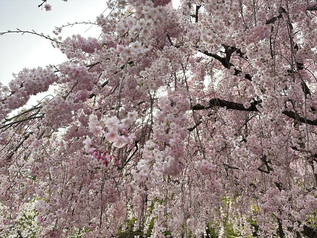 藤後 沙織 とうごさおりさんのインスタグラム写真 - (藤後 沙織 とうごさおりInstagram)「先週の青森旅行🌸  弘前の桜と花筏が見たくてベストシーズンをかなり前に予約してたのですが、今年は満開が予定より2週間早かったらしく、着いた日には葉桜でした。笑 一枚目は、ぎりっぎり花筏に見えるけど、ほぼ葉桜。でも枝垂れ桜が満開で綺麗だったし、ライトアップも雰囲気があってよかったです👏  翌日行った白神山地のガイドさんが、「桜も満開の時だけが綺麗なわけじゃないのよ。満開の時は結婚式の花嫁さんみたいなもので、花嫁さんだっていつもあんなにドレスアップてしてるわけじゃないでしょ。日常があるけど日常だって違う美しさがあるでしょう」って言われて、葉桜でがっかりした自分が恥ずかしくなったし、ガイドさんの考え方素敵だなぁって思いました。  何よりひとみちゃんとケラケラ笑いながら散策できたのが一番の思い出🌸  #弘前公園 #弘前さくらまつり #弘前#弘前さくらまつり2023 #さくらまつり#葉桜#枝垂れ桜#しだれ桜#しだれ桜満開 #桜#cherryblossom #花筏#花絨毯#桜スポット #お花見#青森#青森旅行#青森女子旅#女子旅#旅好き#旅好き女子 #旅好きな人と繋がりたい #青森観光」4月28日 0時29分 - saori_togo