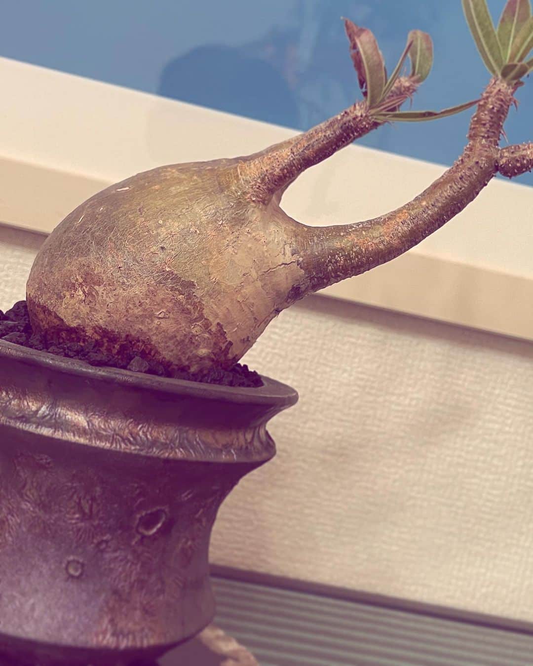 宮田麺児さんのインスタグラム写真 - (宮田麺児Instagram)「#パキポディウムグラキリス # パキポディウム  #塊根植物  #植物」4月28日 0時37分 - miyatamenji
