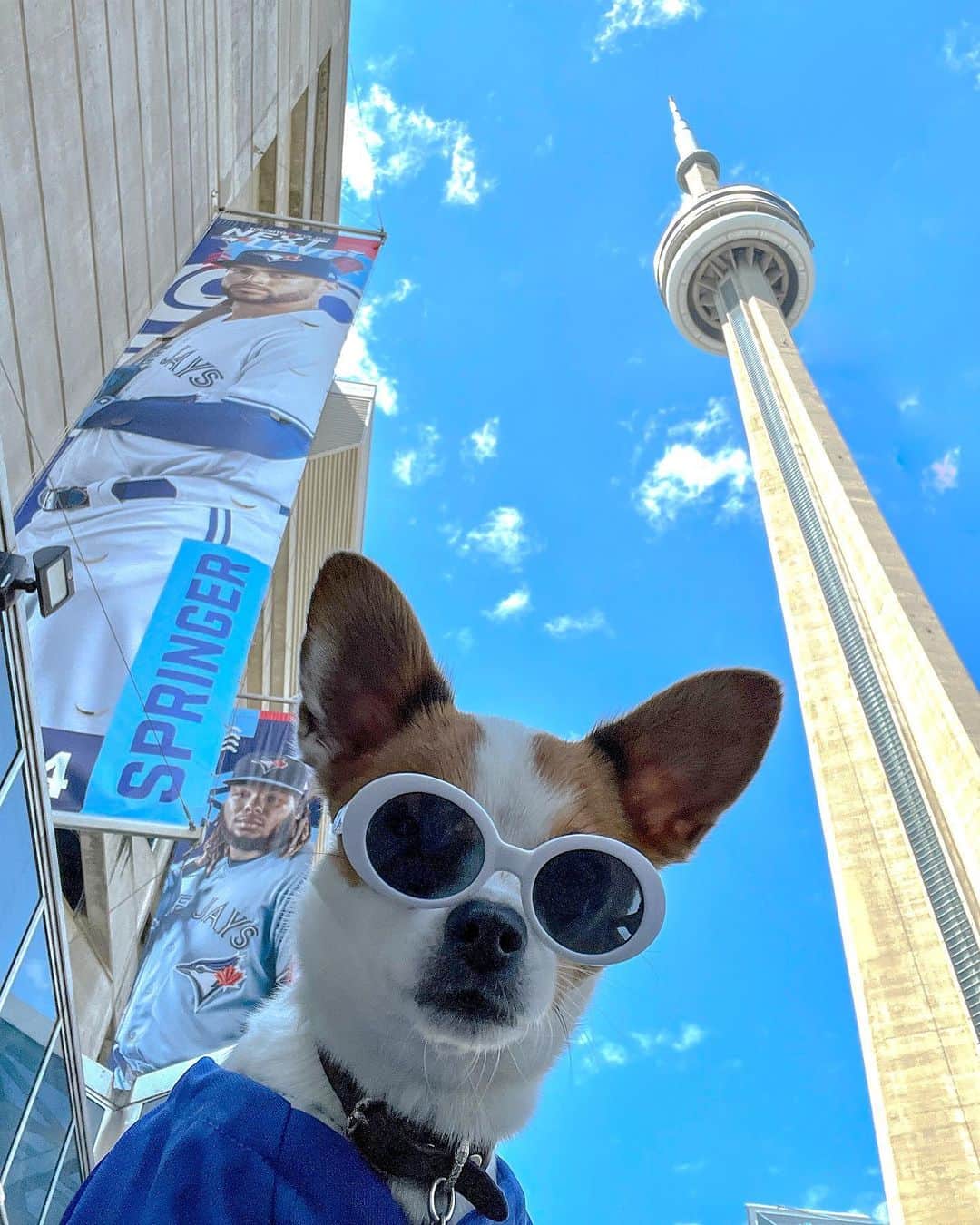 Explore Canadaのインスタグラム：「Look mom, I saw the CN Tower 😎  📷: @francescathestar  📍: @cntower, @destination_toronto, @ontariotravel   #MyCNTower #SeeTorontoNow #DiscoverON  [Image description: A small white and brown dog with pointy ears is rocking thick, round, white sunglasses. Behind the dog is the CN Tower.]」