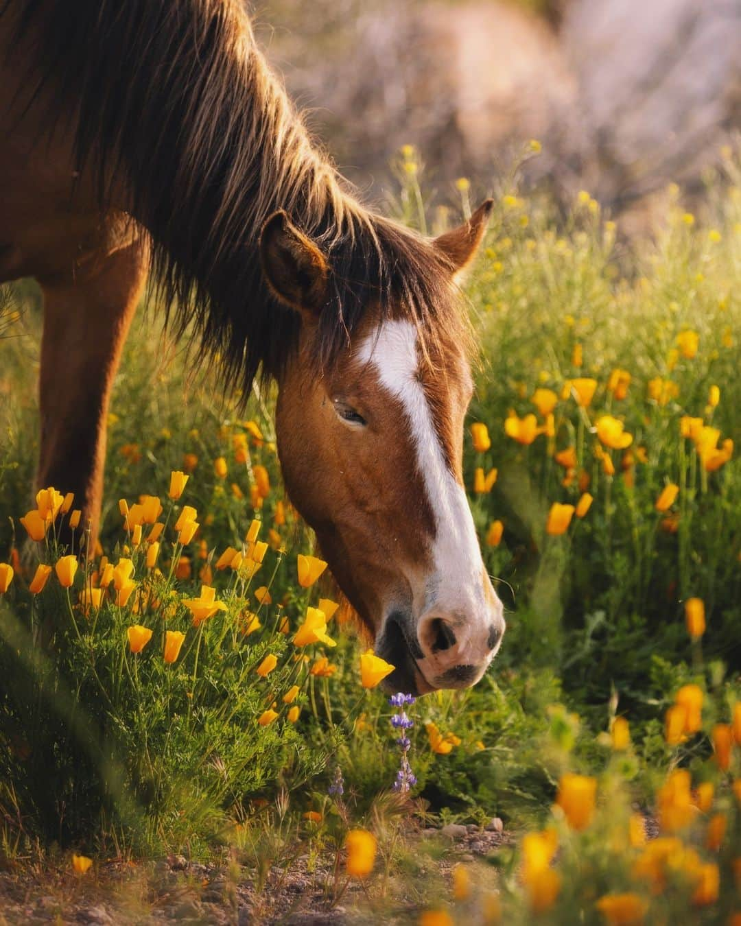 CANON USAさんのインスタグラム写真 - (CANON USAInstagram)「Photo by @randalf: "The wildflowers are out all over the greater Phoenix area. I took a drive out past Fountain Hills and towards Saguaro Lake. I didn't have a set plan, but I was hopeful to see some colorful flowers or a vibrant sunset. On the way out I spotted a couple of cars pulled over on the side of the road, each with their respective occupants snapping photos on their phone of something. I presumed it was either a beautiful grove of wildflowers or that the Salt River Horses were nearby. Turns out it was both, wild horses and wildflowers." #ShotOnCanon  📸 #Canon EOS R6 Lens: EF 100-400mm f/4.5-5.6L IS II USM」4月28日 1時01分 - canonusa