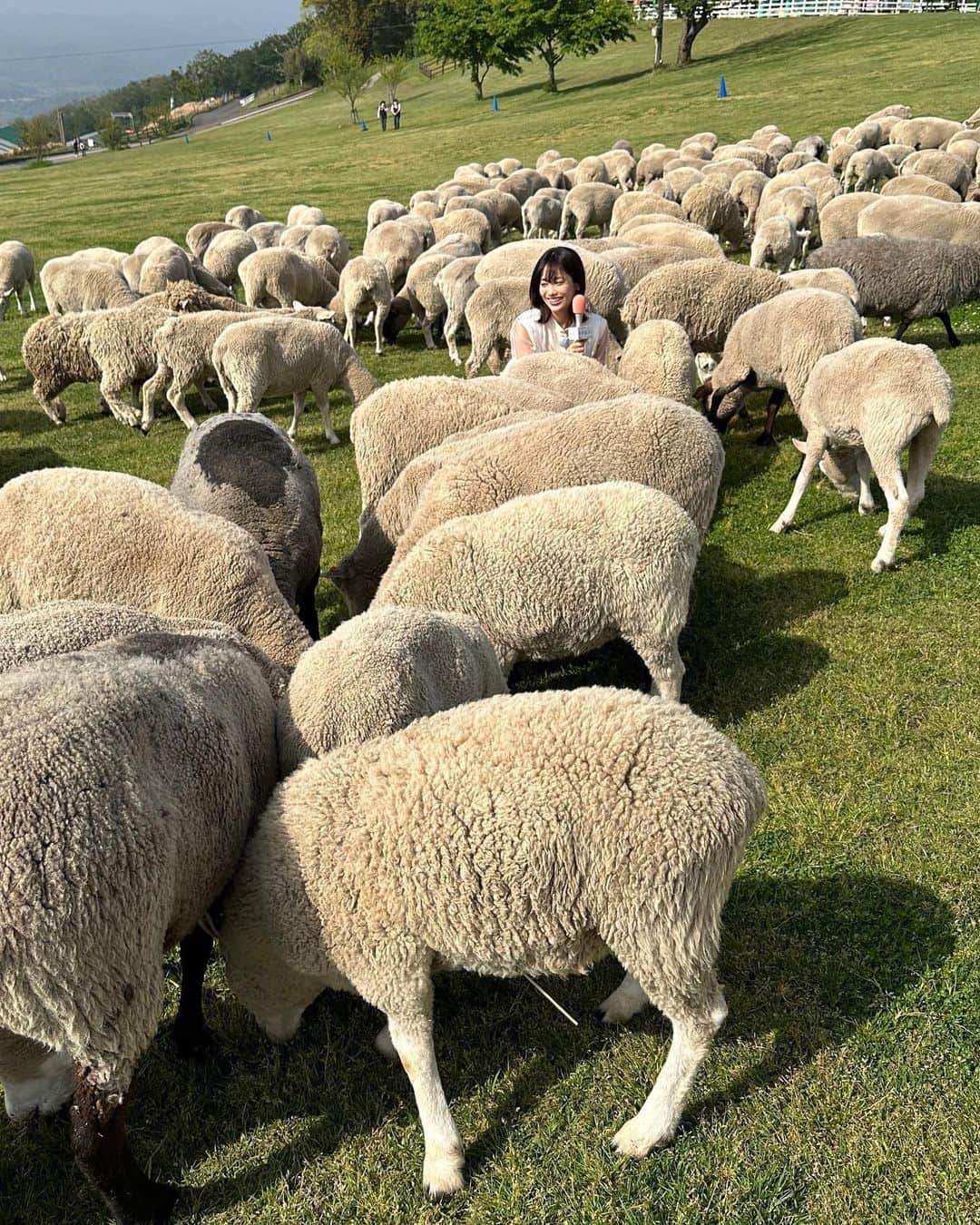 二宮芽生さんのインスタグラム写真 - (二宮芽生Instagram)「羊たち。  GWの予定は、草を食べながら蟻を探すことだそうです🐑  ふかふかしっとりで肌触り最高✌︎  #zip #キテルネ #マザー牧場」4月28日 1時29分 - meuninomiya