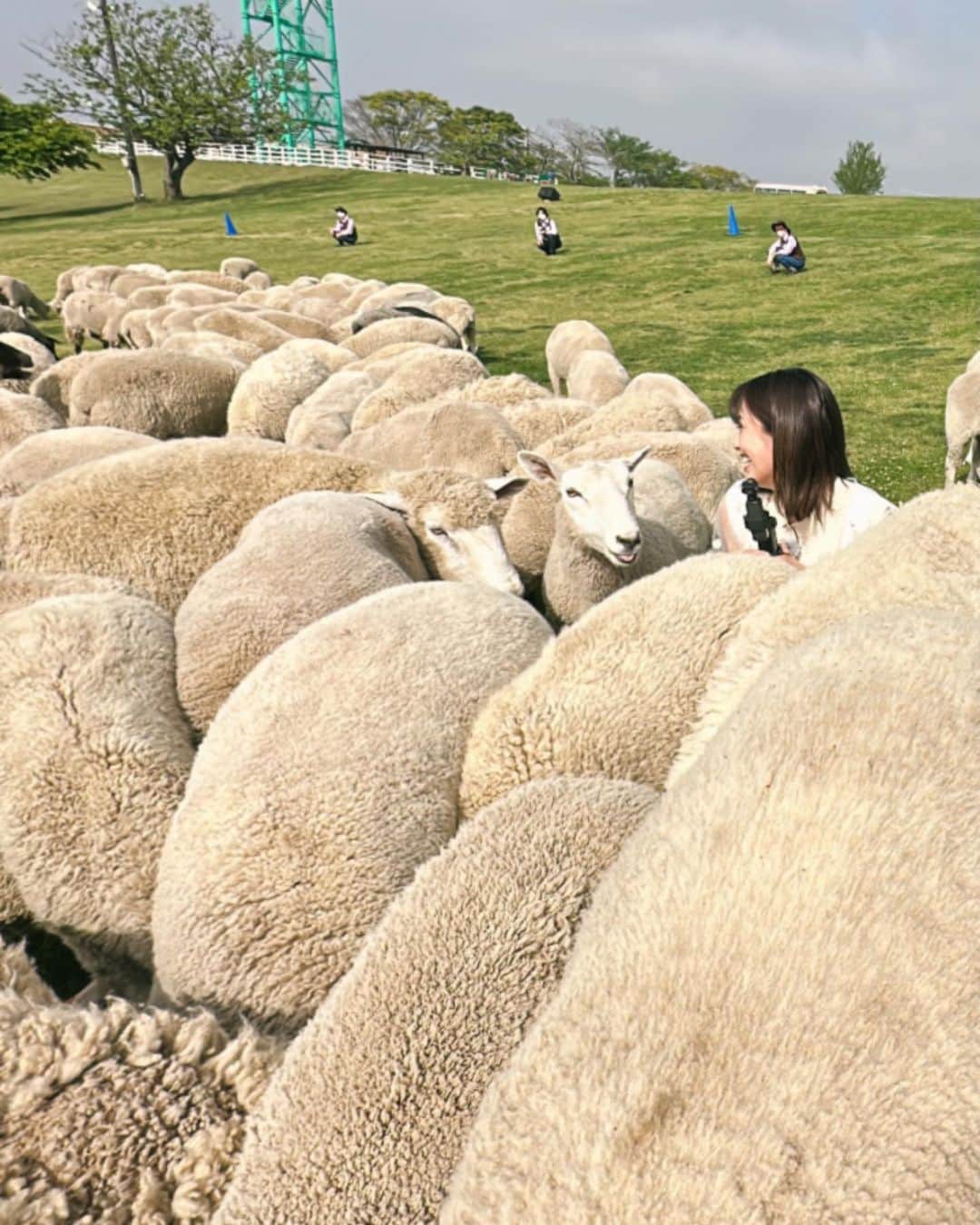 二宮芽生さんのインスタグラム写真 - (二宮芽生Instagram)「羊たち。  GWの予定は、草を食べながら蟻を探すことだそうです🐑  ふかふかしっとりで肌触り最高✌︎  #zip #キテルネ #マザー牧場」4月28日 1時29分 - meuninomiya