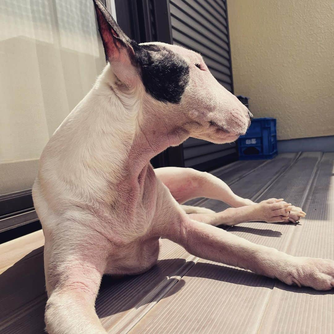 Q太郎さんのインスタグラム写真 - (Q太郎Instagram)「#minituru#bull#terrier#minibullterrier#miniturubullterrier#dog#dogstagram#cute#qtaro#love#family#ミニチュア#ブルテリア#ミニチュアブルテリア#Q太郎」4月27日 17時12分 - qtaro.jun