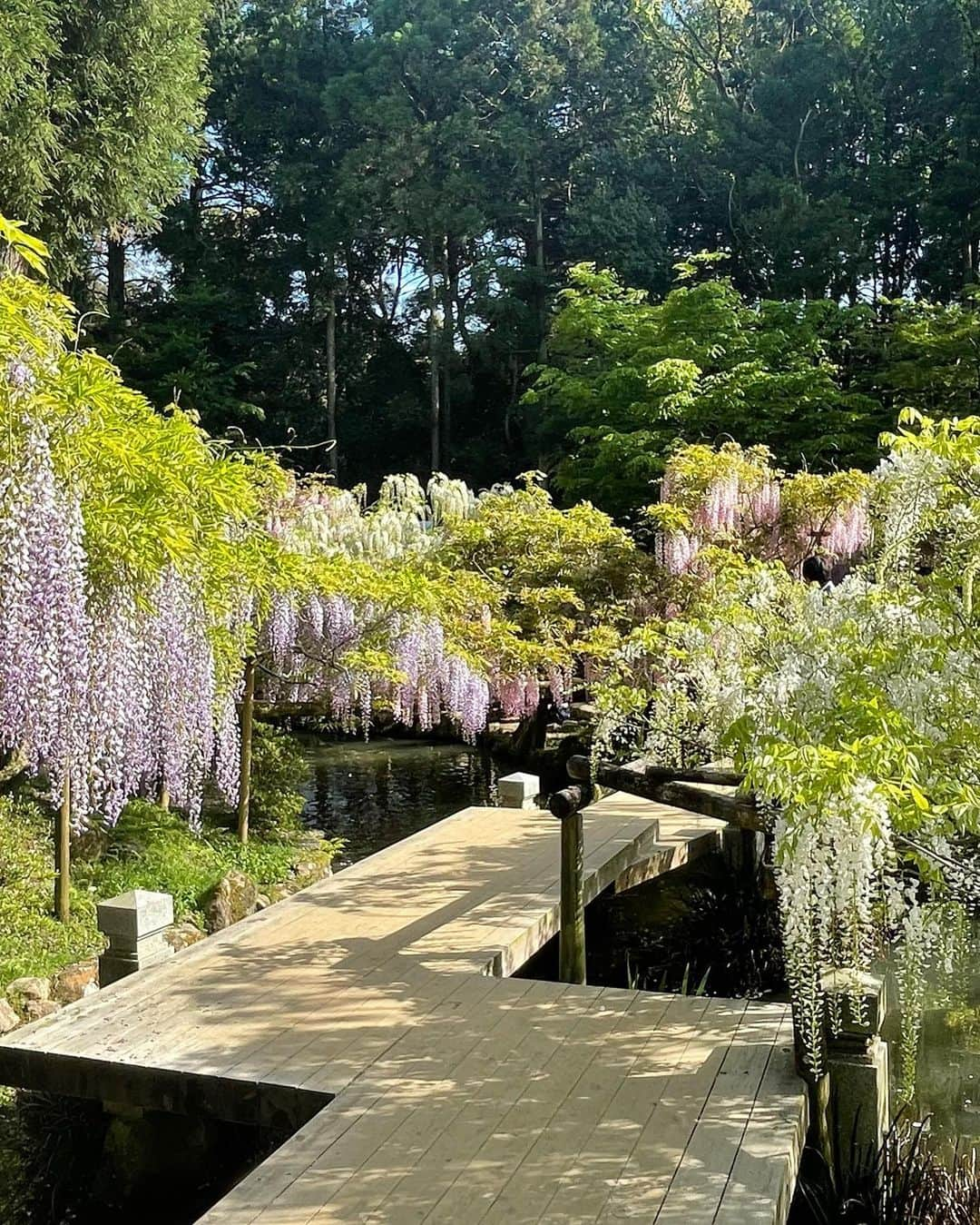 小川薫さんのインスタグラム写真 - (小川薫Instagram)「【藤色】 . 今年は桜が早く咲きましたが 藤も見ごろがもう終盤。 春日大社の萬葉植物園の藤は見事な美しさ。 種類の多さ、甘く可憐な香りに幾度となく酔いしれます。 植物園に入らなくても境内のいくつかの場所で 自生の立派な藤が見られます。 .  #奈良　#春日大社　#藤　#萬葉植物園　#藤色 #salondeclover  #サロンドクローバー #小川薫 #料理研究家　#テーブルコーディネーター #堀江 #イタリアンレッスン　#料理教室　#料理教室大阪」4月27日 17時22分 - salondeclover