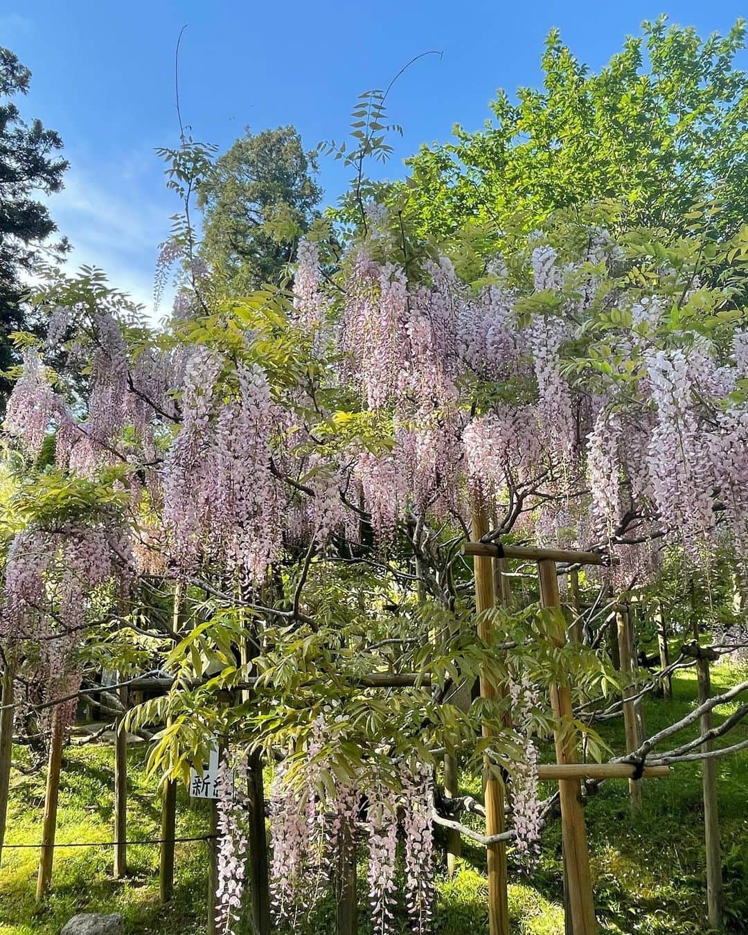 小川薫さんのインスタグラム写真 - (小川薫Instagram)「【藤色】 . 今年は桜が早く咲きましたが 藤も見ごろがもう終盤。 春日大社の萬葉植物園の藤は見事な美しさ。 種類の多さ、甘く可憐な香りに幾度となく酔いしれます。 植物園に入らなくても境内のいくつかの場所で 自生の立派な藤が見られます。 .  #奈良　#春日大社　#藤　#萬葉植物園　#藤色 #salondeclover  #サロンドクローバー #小川薫 #料理研究家　#テーブルコーディネーター #堀江 #イタリアンレッスン　#料理教室　#料理教室大阪」4月27日 17時22分 - salondeclover