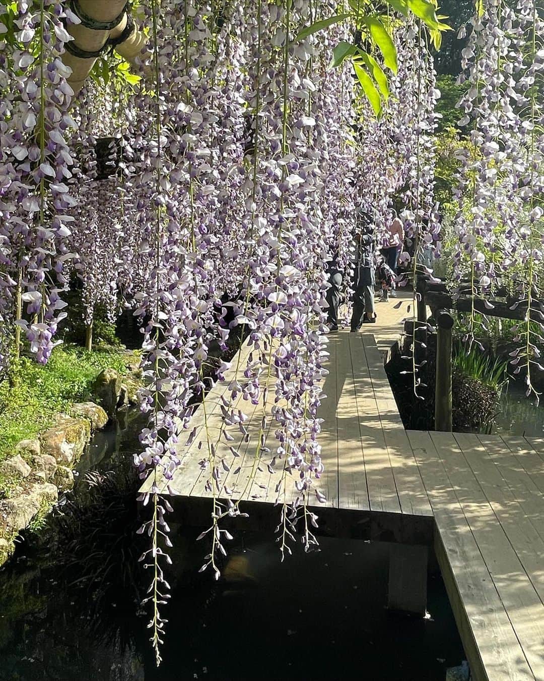 小川薫さんのインスタグラム写真 - (小川薫Instagram)「【藤色】 . 今年は桜が早く咲きましたが 藤も見ごろがもう終盤。 春日大社の萬葉植物園の藤は見事な美しさ。 種類の多さ、甘く可憐な香りに幾度となく酔いしれます。 植物園に入らなくても境内のいくつかの場所で 自生の立派な藤が見られます。 .  #奈良　#春日大社　#藤　#萬葉植物園　#藤色 #salondeclover  #サロンドクローバー #小川薫 #料理研究家　#テーブルコーディネーター #堀江 #イタリアンレッスン　#料理教室　#料理教室大阪」4月27日 17時22分 - salondeclover