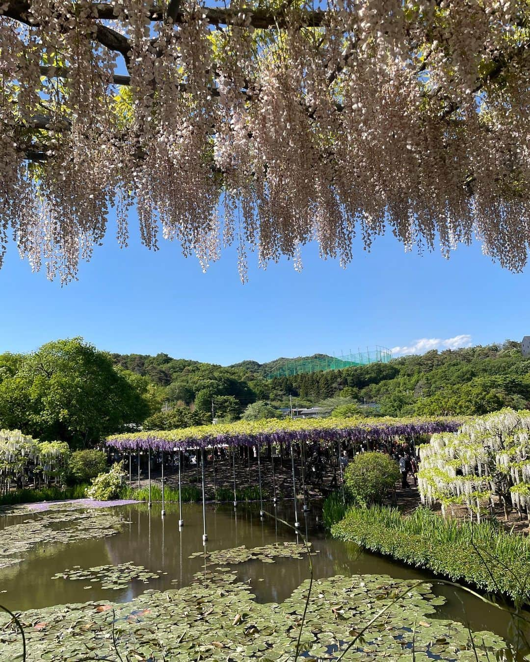 関根理紗さんのインスタグラム写真 - (関根理紗Instagram)「本日はあまりに良い天気なので、足利フラワーパークに行ってみました🌸  数年前から気になってはいたんですが、なかなかタイミング合わずで  今年こそ有名な藤棚が見たい！！ と行ってみました！  はなまさも行けたらよかったのですが 🐶NGなので代わりにはなまさっぽいカバンを持っていきました🙆‍♀️  そしてまさかの夫婦で色被りして ちょい恥ずでした。 （オレンジかぶることある？！）  夜のライトアップも素敵そうだったので来年あたり夜でリトライしたいです🌸  本日から、私のメインチャンネルは普段と同じような動画をあげていきます！  19時は間に合わなそうなのですが 上げる予定なのでよろしくお願いします！」4月27日 17時26分 - sekine.risa