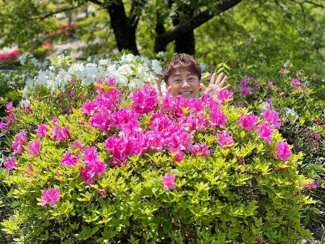 ヒカル（はやぶさ）さんのインスタグラム写真 - (ヒカル（はやぶさ）Instagram)「#福井 #西山公園 #椿 #外苑西通り #鯖江市 #公園 #かくれんぼ #はやぶさ #隠れんぼ  #見つけて #花 #fukui #camellia #flower #spring #japan #sabae」4月27日 17時37分 - hayabusahikaru8823