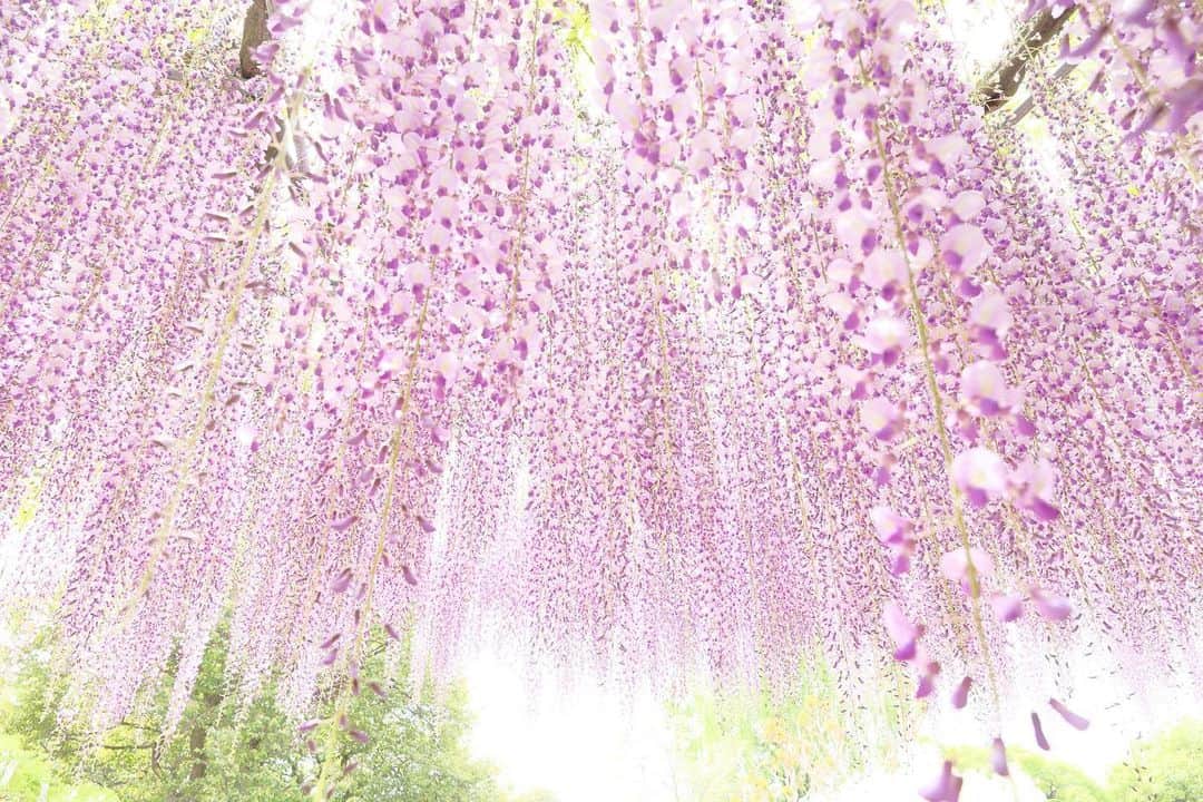 kiccyomuのインスタグラム：「☀️ 2023.04.27 Thu #あしかがフラワーパーク 見事な #藤の花 綺麗に咲いてました😍📷  どこを見ても花、花、花🌸 以前より白藤もお花も増え 丁寧に🌸お手入れをされている と思います😃 感謝＆感謝🙏 が、それゆえ、 どこを見ても人、人、人 あまりのんびりできない 感じでした😅  location #栃木 ❣️ 📷撮影 2023年4月24日」