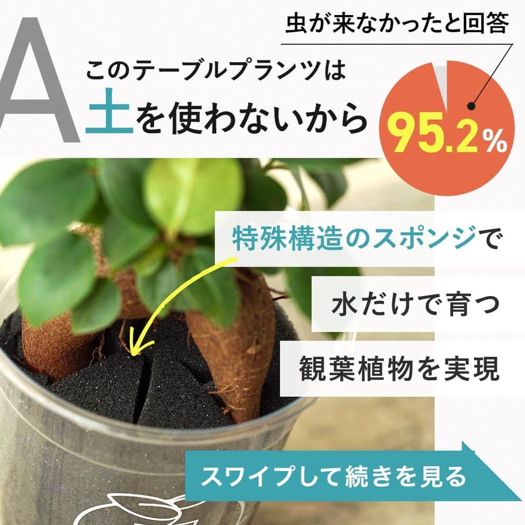 みどりで、つながる GreenSnapさんのインスタグラム写真 - (みどりで、つながる GreenSnapInstagram)「Table Plants（テーブルプランツ）は虫がつきにくいんです。 なぜかわかりますか？  #観葉植物 #greensnap #greensnapstore #tableplants #土をつかわない観葉植物 #テーブルプランツ」4月27日 18時23分 - greensnap.jp