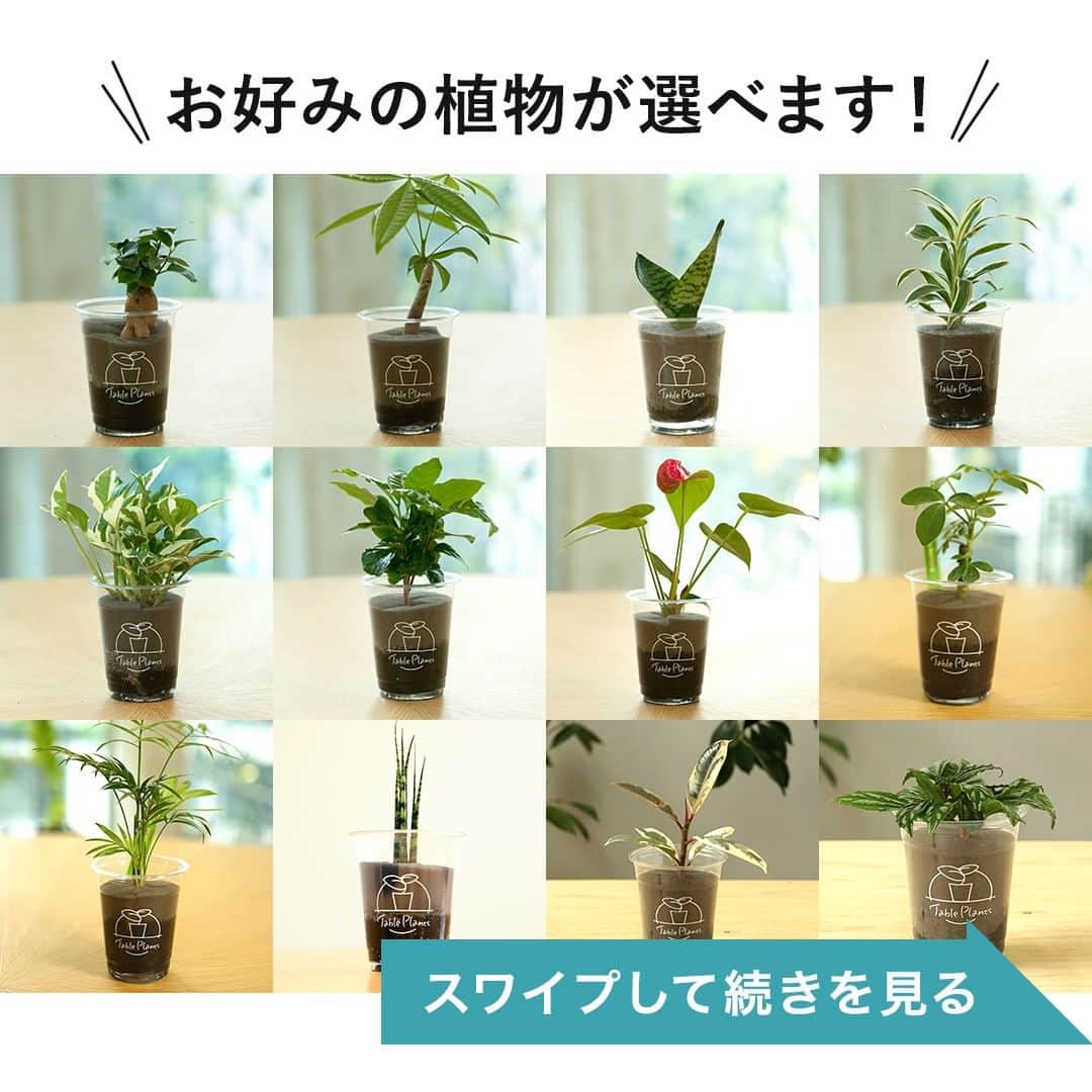 みどりで、つながる GreenSnapさんのインスタグラム写真 - (みどりで、つながる GreenSnapInstagram)「Table Plants（テーブルプランツ）は虫がつきにくいんです。 なぜかわかりますか？  #観葉植物 #greensnap #greensnapstore #tableplants #土をつかわない観葉植物 #テーブルプランツ」4月27日 18時23分 - greensnap.jp