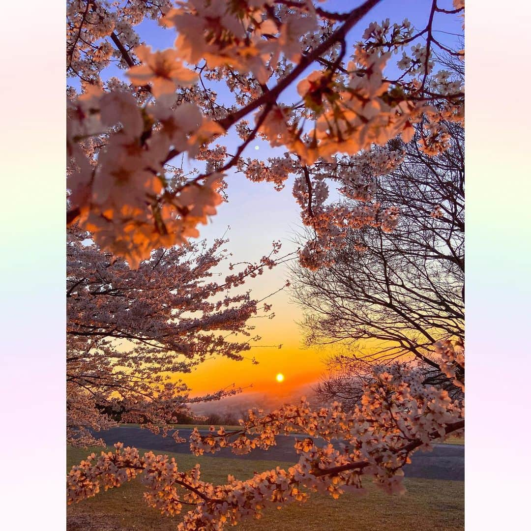 長柄ひろみさんのインスタグラム写真 - (長柄ひろみInstagram)「#sakura 🌸  夕焼け桜🌇🌸  コーヒー飲んでのんびりお花見してたらいつの間にか夕方に😌☕️‼️ 夜桜はあるけど、夕焼けと桜って初めてかも🥰🌸 せっかくの桜の色がわかりにくくなっちゃうけど、これも綺麗〜✨  写真1枚目のハート型に見える桜の輪が可愛くて、今回１番のお気に入りスポットでした🥰🌸💗 わかるかな♡？  今年の桜シリーズはこれにてひと段落。 私の投稿の中で、皆さんの好きな写真はありましたか🤗？ よかったらコメントで教えてください🥰🌸  もうすぐゴールデンウィークですね〜🥳 お出掛けの方も、お家でゆっくりの方も、素敵なお休みになりますように🥰🙌🏻❤️ お仕事の方は頑張って🥺💪🏻✨  In Japan, there is a large holiday weekend called Golden Week that runs from the weekend until the first week of May.😆🧳🌈  ｡・ﾟ・。❀｡・ﾟ・。❀｡・ﾟ・。❀｡・ﾟ・｡❀。・ﾟ・。  #さくら」4月27日 18時15分 - aoi_asahi