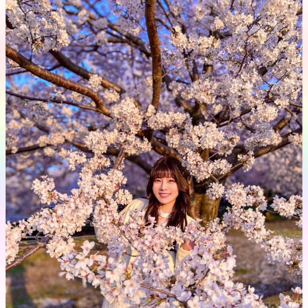 長柄ひろみさんのインスタグラム写真 - (長柄ひろみInstagram)「#sakura 🌸  夕焼け桜🌇🌸  コーヒー飲んでのんびりお花見してたらいつの間にか夕方に😌☕️‼️ 夜桜はあるけど、夕焼けと桜って初めてかも🥰🌸 せっかくの桜の色がわかりにくくなっちゃうけど、これも綺麗〜✨  写真1枚目のハート型に見える桜の輪が可愛くて、今回１番のお気に入りスポットでした🥰🌸💗 わかるかな♡？  今年の桜シリーズはこれにてひと段落。 私の投稿の中で、皆さんの好きな写真はありましたか🤗？ よかったらコメントで教えてください🥰🌸  もうすぐゴールデンウィークですね〜🥳 お出掛けの方も、お家でゆっくりの方も、素敵なお休みになりますように🥰🙌🏻❤️ お仕事の方は頑張って🥺💪🏻✨  In Japan, there is a large holiday weekend called Golden Week that runs from the weekend until the first week of May.😆🧳🌈  ｡・ﾟ・。❀｡・ﾟ・。❀｡・ﾟ・。❀｡・ﾟ・｡❀。・ﾟ・。  #さくら」4月27日 18時15分 - aoi_asahi