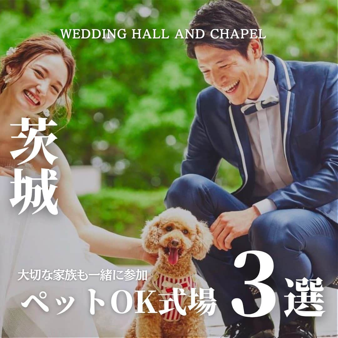 ウェディングアドバイザー by プラコレのインスタグラム：「@wedding_adviser  ”PLACOLE WEDDING 編集部おすすめ” ┈┈┈┈┈┈┈┈┈┈┈┈┈┈┈ 茨城 大切な家族も一緒に結婚式 ペットOKの結婚式場3選 ┈┈┈┈┈┈┈┈┈┈┈┈┈┈┈ 【式場情報】  ［01］ @fairbloom_wedding フェアブルーム水戸アメイジングステージ 住所：茨城県水戸市河和田町3934-6 アクセス：水戸 車20分  ［02］ @arkclub_geihinkan_mito アーククラブ迎賓館 水戸 住所：茨城県水戸市住吉町166 アクセス：水戸駅  車15分  ［03］ @archewedding ARCHE（アルシェ） 住所：茨城県龍ケ崎市松ヶ丘4-3-4 アクセス：龍ケ崎市駅 車10分  ┈┈┈┈┈┈┈┈┈┈┈┈┈┈┈ 結婚式場・見積り・演出・指輪・ドレス... 結婚式のことならなんでも プロのアドバイザーに相談を✨ DMやLINEよりご相談ください💬 ハイライト【診断】をCHECK！ . 相談&ブライダルフェア予約で お得な特典やキャンペーン情報もGET！ ┈┈┈┈┈┈┈┈┈┈┈┈┈┈┈ >>> ウェディングドレス発信中 👗 @placole_dressy >>> 結婚のご相談は 💬 @wedding_adviser >>> ウェディングレポ #美花嫁図鑑 🌷 @farny_wedding >>> 花嫁準備に欠かせないアイテムをお探しなら 💄 @dressy_beauty_ >>> ファミリーフォトやパパママ婚 👶 @dressy.baby >>> 鎌倉カフェ DRESSY ROOM & Tea 🫖 @dressyroom_tea ┈┈┈┈┈┈┈┈┈┈┈┈┈┈┈  #花嫁 #プレ花嫁 #DRESSY花嫁 #美花嫁図鑑 #プラコレ #farnyレポ #卒花 #式場迷子 #式場探し #ウェディングレポート #2023春婚 #2023夏婚　 #2023秋婚 #2023冬婚 #挙式演出 #結婚式演出 #結婚式アイディア #結婚式準備 #結婚式場 #おしゃれ花嫁 #ウェディングフォト #ウェディングドレス #式場見学レポ #式場見学 #式場決定 #結婚式場探し #茨城結婚式 #茨城花嫁 #ペット婚」