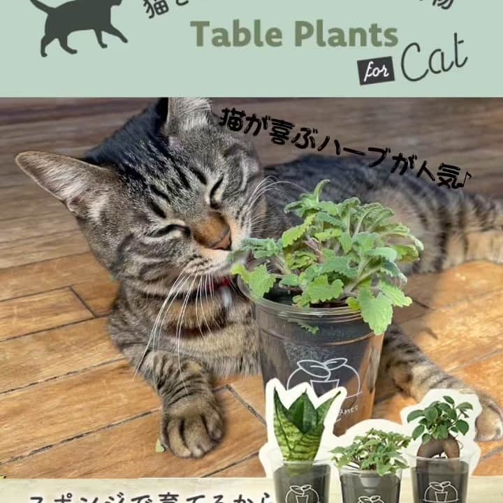 みどりで、つながる GreenSnapのインスタグラム：「土を使わないから、猫がじゃれて倒れてもこぼれず、虫もわきません。猫が喜ぶハーブと、猫にも安全な観葉植物をセットでお届けします。おてんばな猫ちゃんがいるご家庭にどうぞ。  #猫 #ねこ #観葉植物 #greensnap #greensnapstore #tableplants #土をつかわない観葉植物 #テーブルプランツ」