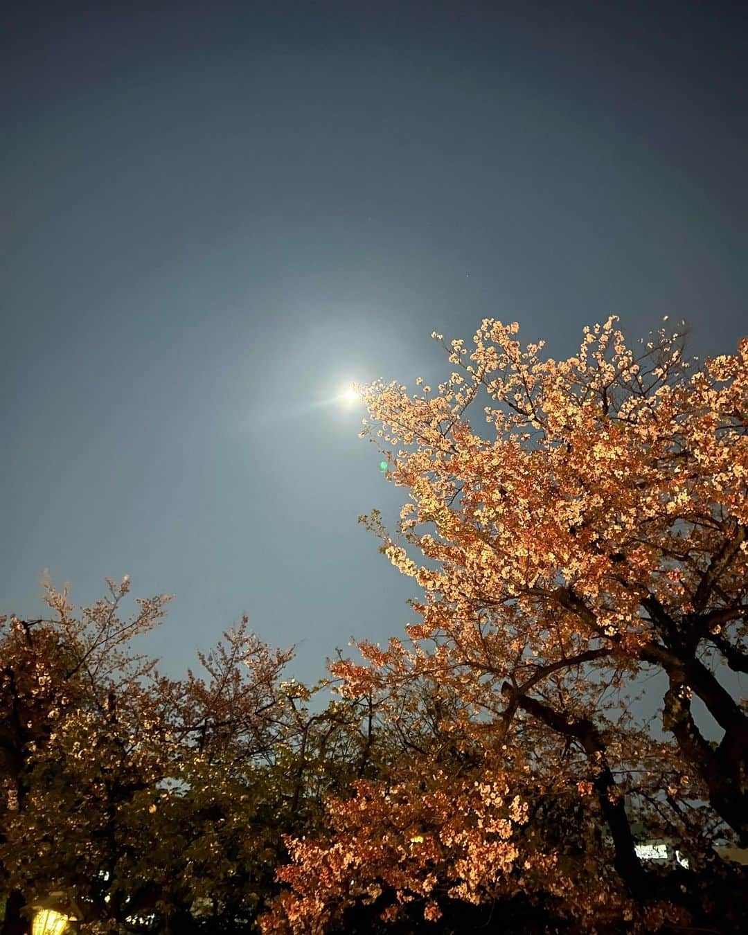 刈川くるみさんのインスタグラム写真 - (刈川くるみInstagram)「#能 #狂言 #夜桜能 #靖国神社  先日はじめて、能楽を見に行きました👘🇯🇵  実は少し前から能を習っているのですが 私が師事している田崎隆三さんや 狂言師の野村萬斎さんなど名だたる皆さんがご出演ということで凄く楽しみにしていました🤭  夜桜の下に佇む東京最古の木造能楽堂で約650年の歴史を持つ能楽を見る、というなんとも背筋が伸びる荘厳な時間🌳  私ちゃんと理解できるかなぁ、と不安もあったのですが😧笑 やはり本物を生で見ると凄い！ 言葉は難しくとも、動きや表情でも喜怒哀楽がが伝わってきて、周りの皆さんと笑うポイントが一緒だったときはホッとしました😂笑  知らない世界も触れてみるべきだなと久しぶりに感じた体験でした🫳🏻  歌舞伎や落語など古典芸能にどんどん夢中になっているので 能も見る側としても、習う身としてももっと勉強したいです👘🌿  #centforce #刈川くるみ」4月27日 19時00分 - kurumi_karikawa