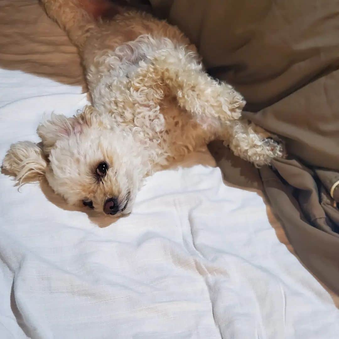水野友貴さんのインスタグラム写真 - (水野友貴Instagram)「帰宅したら人の布団で寝てた🐶 「なにか用？」という具合で見てる。。。  #犬スタグラム #犬のいる生活 #ミックス犬 #ハーフ犬 #チワプー #chihuapoo #chihuahua #toypoodle #dogstagram #doglover」4月27日 19時07分 - mizunoyuuki