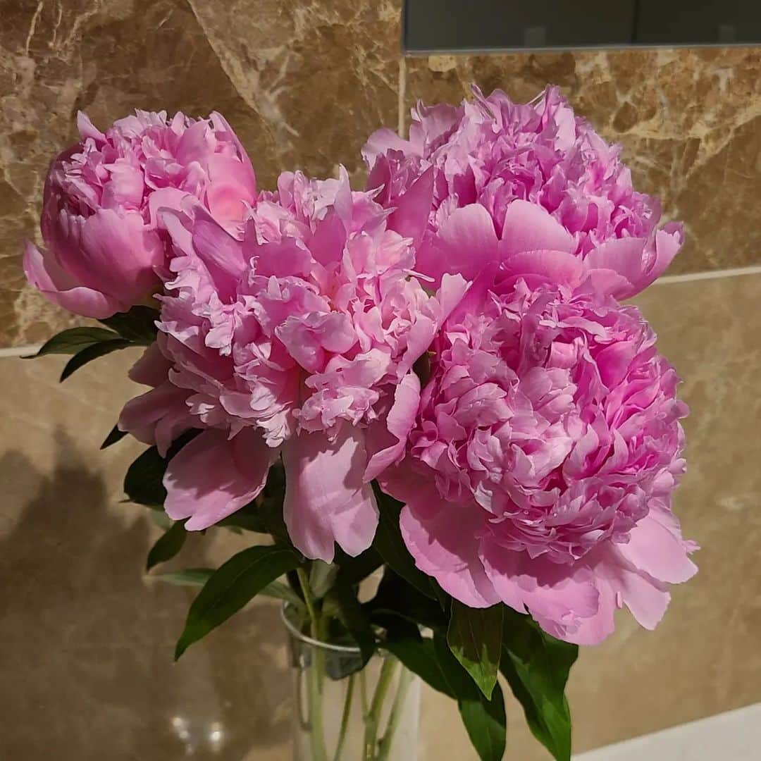 床嶋佳子さんのインスタグラム写真 - (床嶋佳子Instagram)「シャクヤクが綺麗✨️ お花は心を豊かにしてくれますね！❤❤❤」4月27日 19時09分 - yoshiko.tokoshima