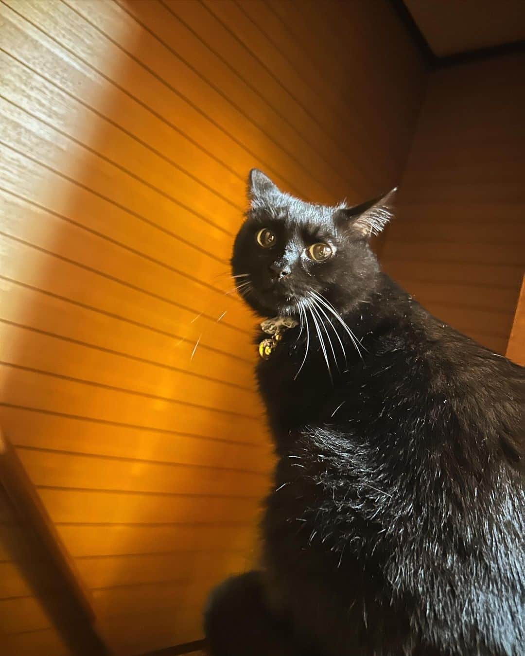 永島聖羅のインスタグラム：「🐈‍⬛💕  #黒猫 #猫 #cat #ジャック」