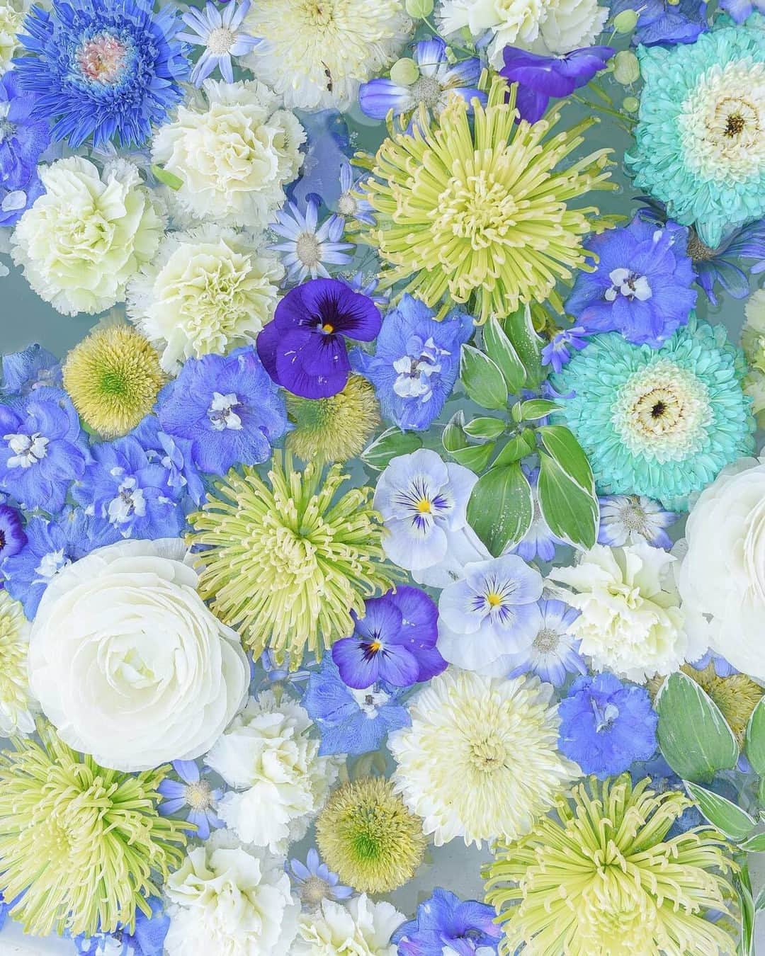 花の写真館のインスタグラム：「Photo by @meeei0308. https://instagram.com/meeei0308/ . Original Post[投稿いただいたURL] https://www.instagram.com/p/CclsEWOPSHH/ . 本アカウントは、 #私の花の写真 をつけてInstagramに投稿された皆さまの花の写真や、「花の写真館」Facebookページで投稿された花の写真を紹介します。 「花の写真館」Facebookページは、「 @floral.photograph 」のプロフィールにあるURLからご覧ください。 . ※各種法令、マナー、関係者の指示に従った撮影をお願いします。 *Please ensure that your photography adheres to all relevant laws, etiquette, and instructions issued by authorized persons. ※本アカウントは東京カメラ部がFacebook、Instagramのサービスを利用して運営しているもので、Meta社・Instagramとは一切関係ありません。 . #花の写真館 #floralphotograph #floralphoto #flower #flowers Follow: @floral.photograph」