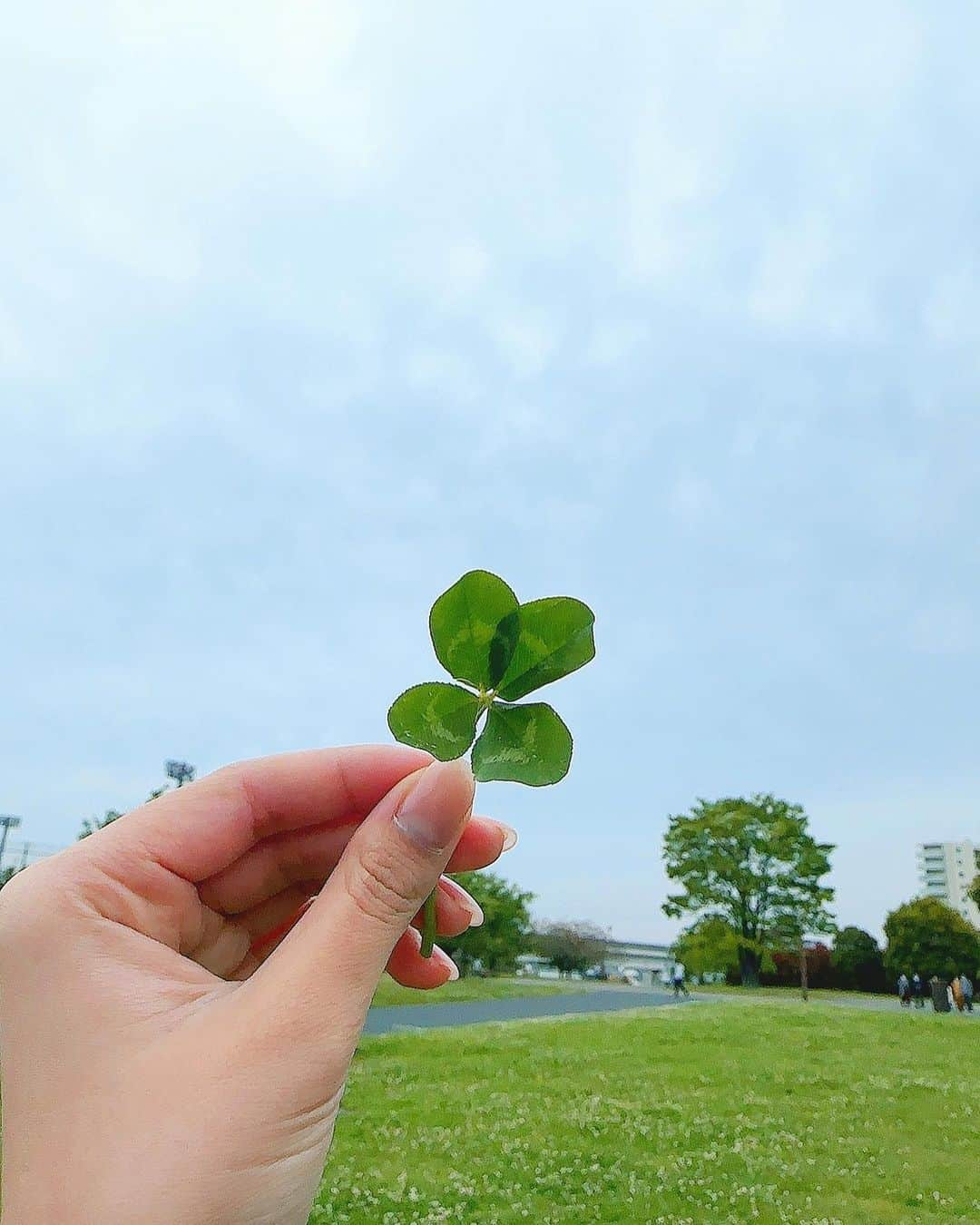 谷口彩菜さんのインスタグラム写真 - (谷口彩菜Instagram)「四葉のクローバー見つけた🍀 良いことあるかな〜☺️🤍」4月27日 19時34分 - taniguchi_ayana