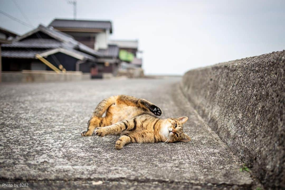 8282さんのインスタグラム写真 - (8282Instagram)「コロコロ ・ ・ #カワイイだけが猫じゃない #cat#animal#gato #ねこ#猫#東京カメラ部 #IGersJP#nekoclub#NEKOくらぶ #catlover#catloversclub #写真撮ってる人と繋がりたい ・ ☆非演出のススメ☆」4月27日 19時57分 - haniyan0821