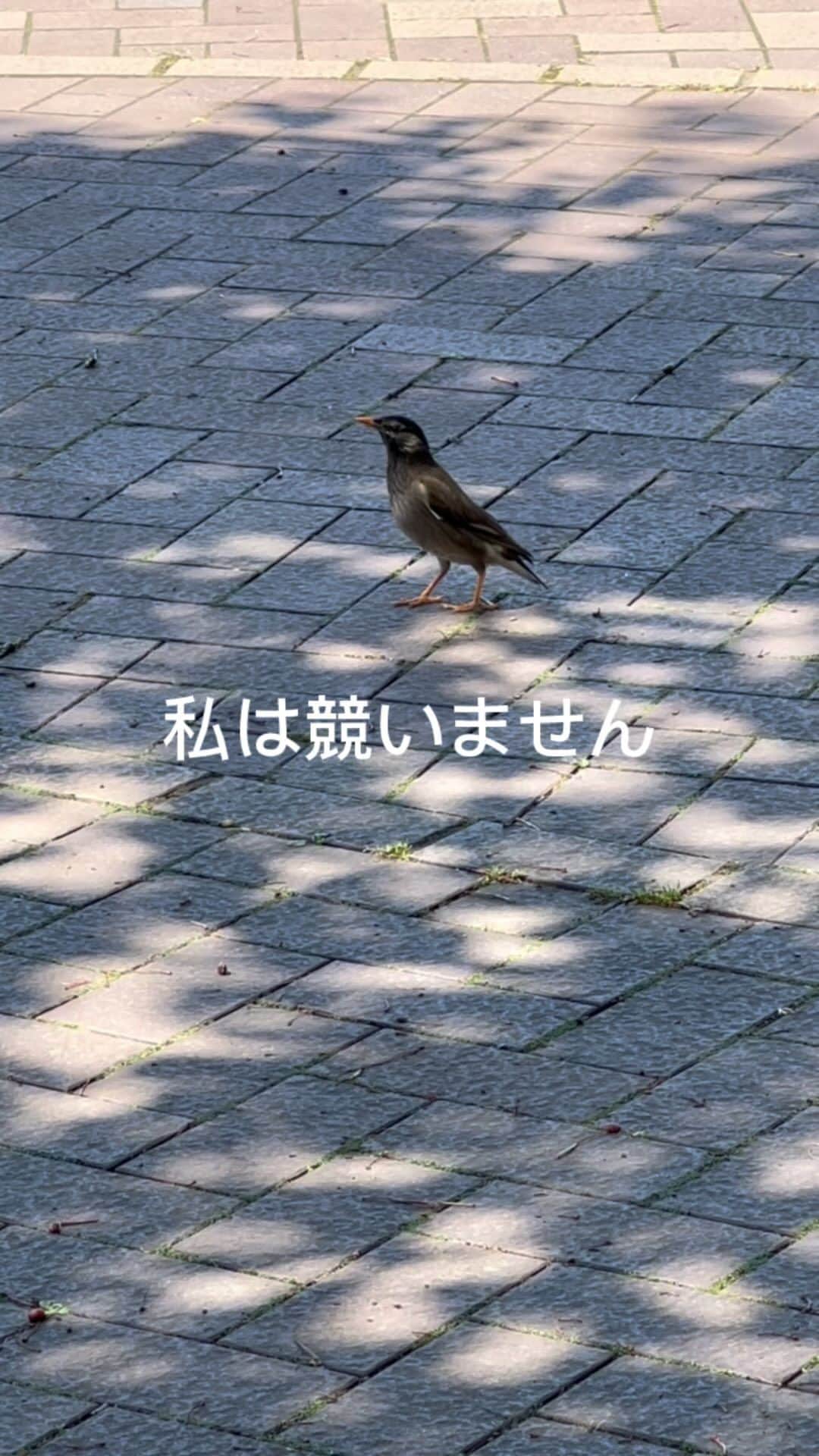 奥井亜紀のインスタグラム：「#お散歩は三歩でも良し   飛べるのに 飛ばないとこが好き❤️」