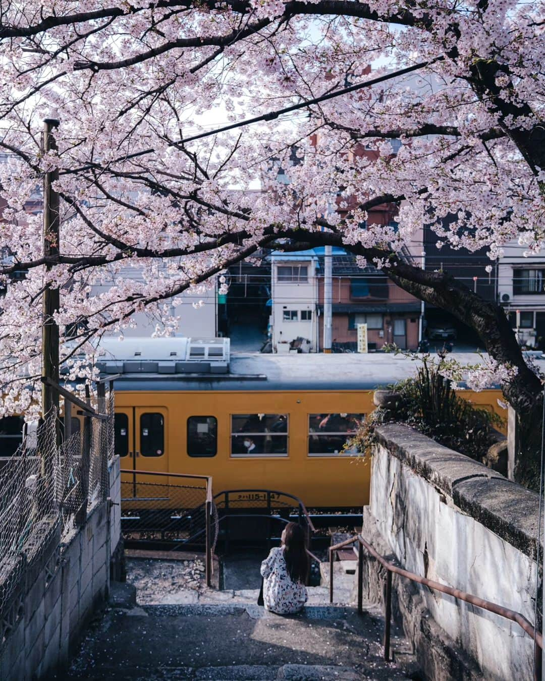 deepskyさんのインスタグラム写真 - (deepskyInstagram)「Good bye, Sakura...till next year ！ また来年！ I'm already looking forward to next year's Cherryblossom ！ 桜が散ってしまいましたね… すでに来年の桜が待ち遠しいです。 . #Sakura #cherryblossom #桜 #japan  . . .  #awesomephotographers  #complexphotos  #sonyalpha  #beautifuldestinations #landscapephoto  #photography」4月27日 20時14分 - _deepsky