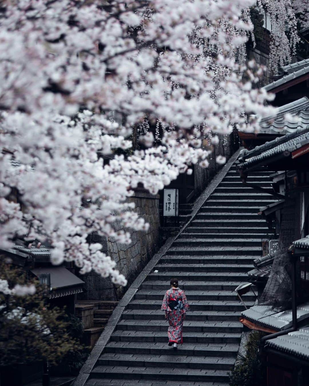 deepskyさんのインスタグラム写真 - (deepskyInstagram)「Good bye, Sakura...till next year ！ また来年！ I'm already looking forward to next year's Cherryblossom ！ 桜が散ってしまいましたね… すでに来年の桜が待ち遠しいです。 . #Sakura #cherryblossom #桜 #japan  . . .  #awesomephotographers  #complexphotos  #sonyalpha  #beautifuldestinations #landscapephoto  #photography」4月27日 20時14分 - _deepsky