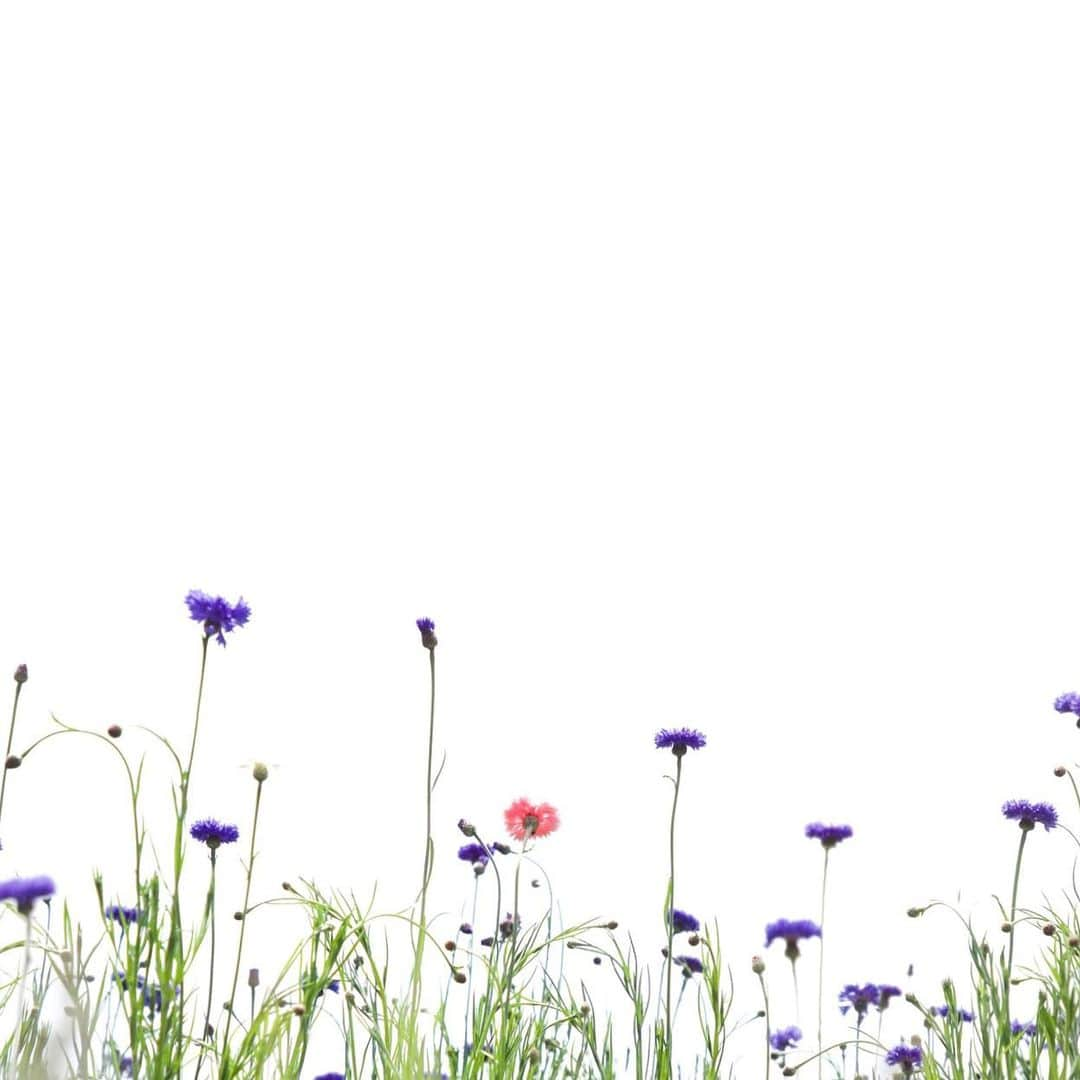 harumiのインスタグラム：「cornflower💙❤️💙  紅一点シリーズPart2  💠💠💠🌺💠💠💠 🌿🌱🌿🌱🌿🌱🌿  ブルーの矢車草の中にポツンと赤💙💙❤️💙💙  #矢車草」