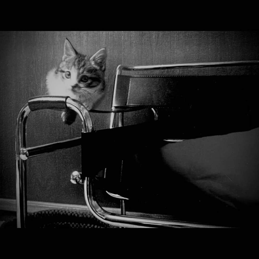 中澤希水さんのインスタグラム写真 - (中澤希水Instagram)「【 大往生 】  天命を全うして安らかに死ぬこと  2023年4月22日 12:45  長年連れ添った愛猫Gallianoが旅立ちました。 享年20歳(人間年齢に換算すると96歳)の大往生でした。  生前、遊んでくれた皆様、SNS等を通じてコメントをくれた皆様ありがとうございました。この場を借りてお礼申し上げます。  生まれてすぐにご縁を頂き、手の平に乗る程の小さな身体で私の所に来てくれて、気がつけば20年、25歳だった私も45歳になりました。大きな悟りをひらいているような愛猫の眼差しはきっと全てを見据えていて、いつもいつも大丈夫だよと語りかけてくれていた気がします。今となっては『猫を飼っていた20年』ではなく『猫が護っていてくれていた20年』だったと心底感じています。注いでくれた沢山の愛に感謝とおつかれさまの気持ちでいっぱいです。　  おじいちゃんとは思えない可愛さをずっと保っていたのに、ここ10日程で急激に衰弱してしまい、日に日に命の灯火が小さくなっていく事を実感していました。歩いたり水をのんだりという当たり前の事が当たり前に出来なくなり動き一つ一つが愛おしくなる中で、最後は今日か明日がやまだろうと告げられた病院から戻ってすぐ、私と父の目の前で痙攣を起こしそのまま心臓は止まり、天寿を全う。命の灯火が消える瞬間というものは呆気なく、そのまま子供の頃と変わらぬ穏やかな寝姿で安らかに眠りにつきました。  月曜には家族揃って人と同じ様にお経をあげていただき、火葬、拾骨、納骨、精進落としを行いました。今はきっと天国で母の膝の上に抱かれて穏やかに過ごしてると思います。  ぽっかり空いた穴は時間をかけて埋めていくことしか出来ませんが残された我々家族はこれからの次の20年を見据え一致団結力を合わせて邁進する事を母と愛猫に伝えました。  合掌」4月27日 20時35分 - kisui_nakazawa