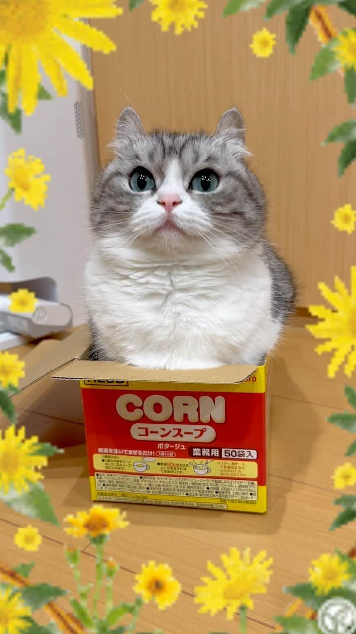 こむぎこまるのインスタグラム：「. . . コーンポタージュスープ🌽😽🌽 . . Corn potage soup🌽😽🌽 . . . #箱猫 #コーンスープ #9gagcute  #meowed  #cutecatcrew  #catworld  #catloverclub  #catinsta  #catinfluencer  #munchkinfold  #マンチカン #고양이일상  #catinbox  #mycat🐱  #catsta  #catjapan  #kawaiineko #nekomimi  #nyan」