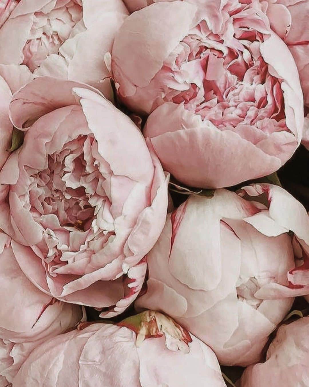 Yukicoさんのインスタグラム写真 - (YukicoInstagram)「𓆱𓆸𓆹𓆺  ————————————————————— 見てくださる方にプラスになる投稿をしていきます 是非いいね♡フォロー♡ よろしくお願いいたします𓅟 私の写真の編集については フォトレッスンでレクチャーをしています —————————————————————  #flowers#flowerpower#flowerphotography#flowerporn#flowerslovers#flowerstagram#bouquet#bouquets#btsarmy#jiminpen#btsjimin #ジミンペン」4月27日 21時09分 - yukicolifecom