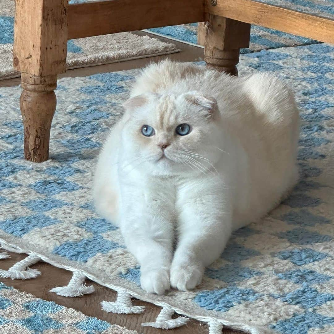 SoonMooさんのインスタグラム写真 - (SoonMooInstagram)「무동석 형님;;;  #순무 #SoonMoo」4月27日 21時23分 - soonmoo_cat