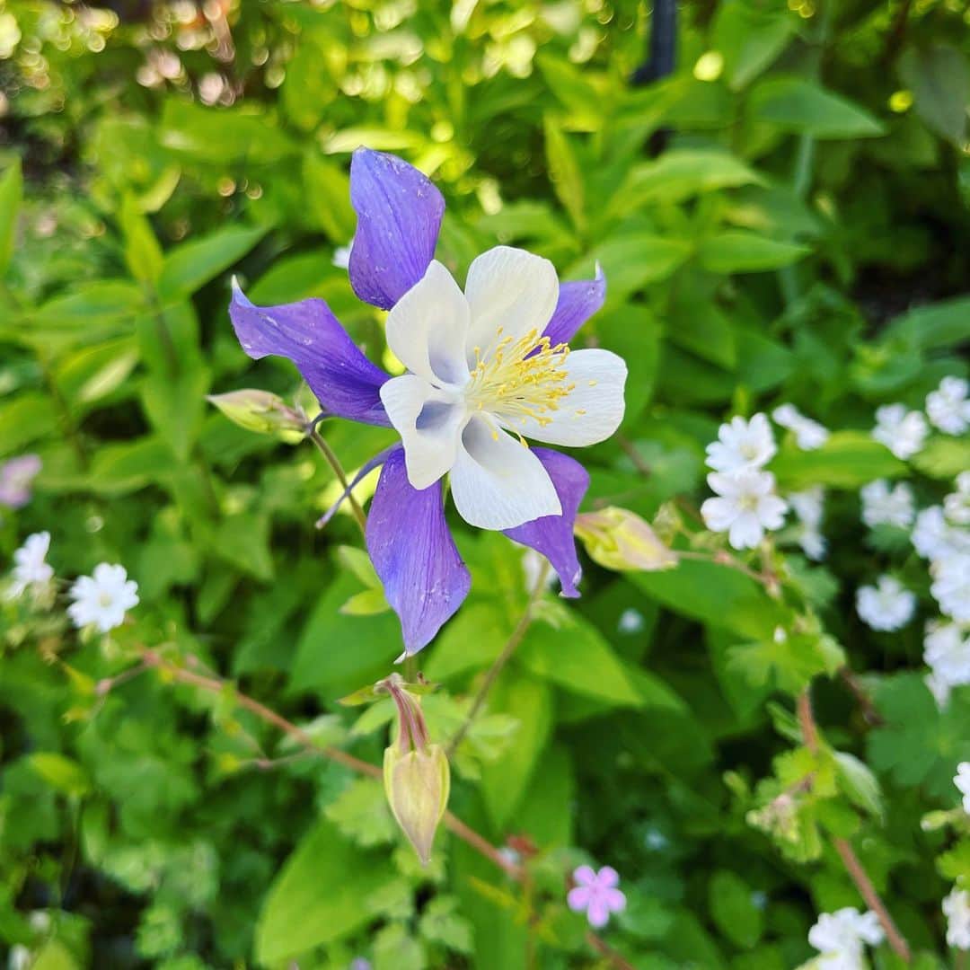のインスタグラム：「オダマキ  丈夫で毎年咲いてくれるオススメの宿根草です。」