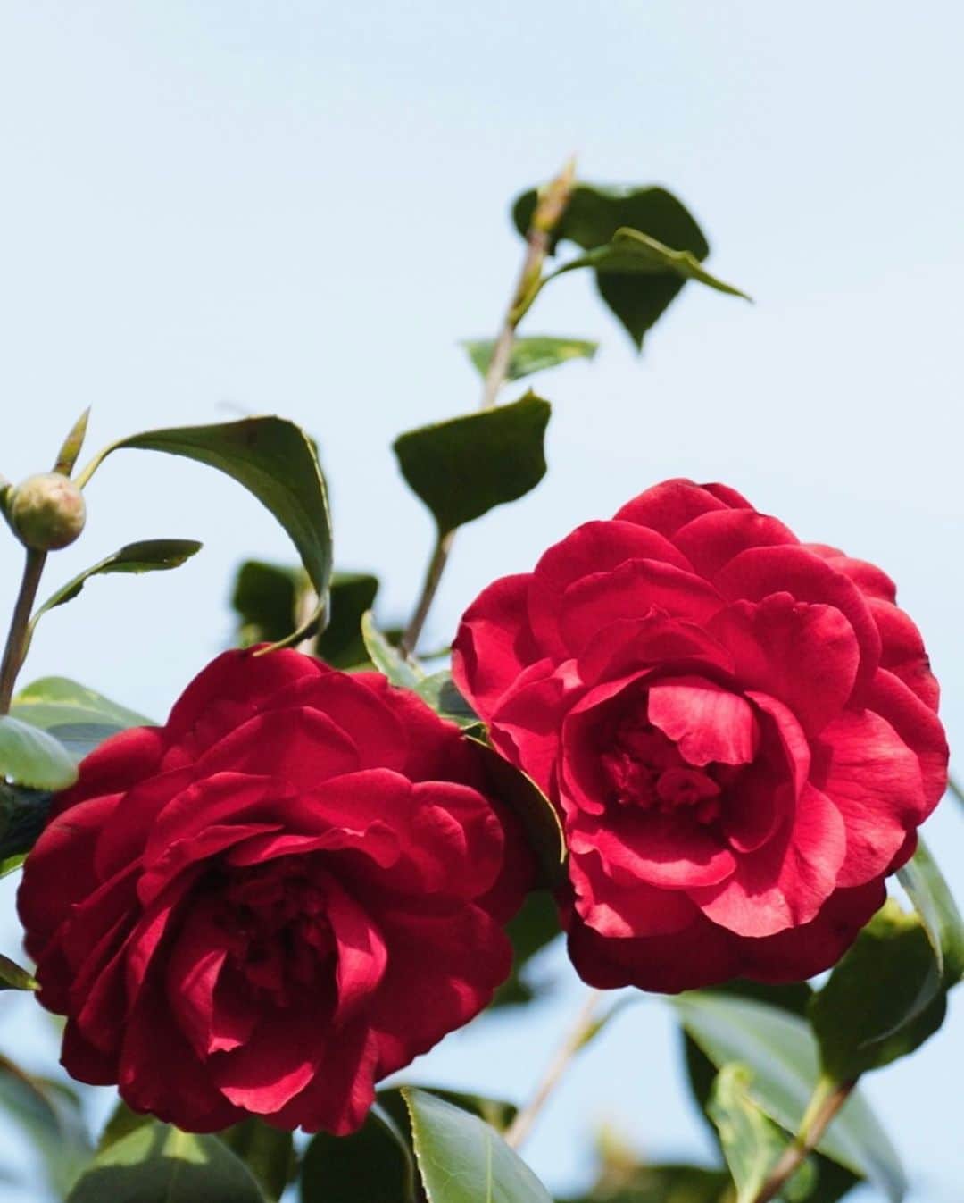 シボーン・バーナデット・ホーヒーさんのインスタグラム写真 - (シボーン・バーナデット・ホーヒーInstagram)「Red camellia 🌺: blooms most brilliantly in the harsh winter, scentless yet captivating  Who I aspire to be 💃🏻: persevere through setbacks, be understated and humble while letting my hard work speak for myself   Do you think you resemble a red camilla?   (More snippets from my trip to Gaujacq last month. Hope you enjoy the video from this wonderland ✨) @chanel.beauty #chanelskincare #chanelcamelliaexpert」4月27日 21時28分 - siobhanhaughey01