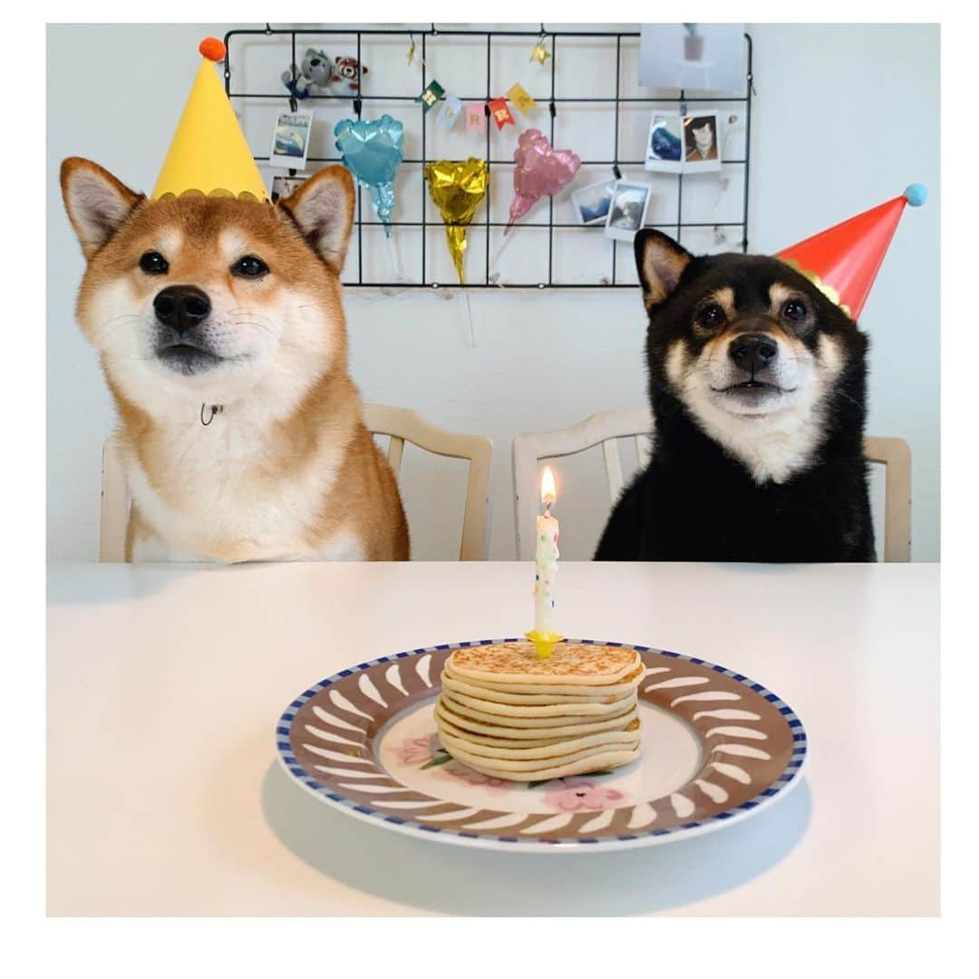 ?Fricko the Shiba Inu?さんのインスタグラム写真 - (?Fricko the Shiba Inu?Instagram)「Our little Keaton inu is 7 years old 🥹🎈🎂🎈 Happy Birthday to Keaton and his brother @hanzo_suomi 😽🎈🎈   🐾 #FrickoandKeaton #🐶 #shiba #shibainu #dog #柴犬 #赤柴 #黒柴  #adorable #shibalovers #shibaholics  #dogoftheday  #weeklyfluff #aww #dogstagram  #puppiesofinstagram #shibapuppy」4月27日 21時37分 - umigiva