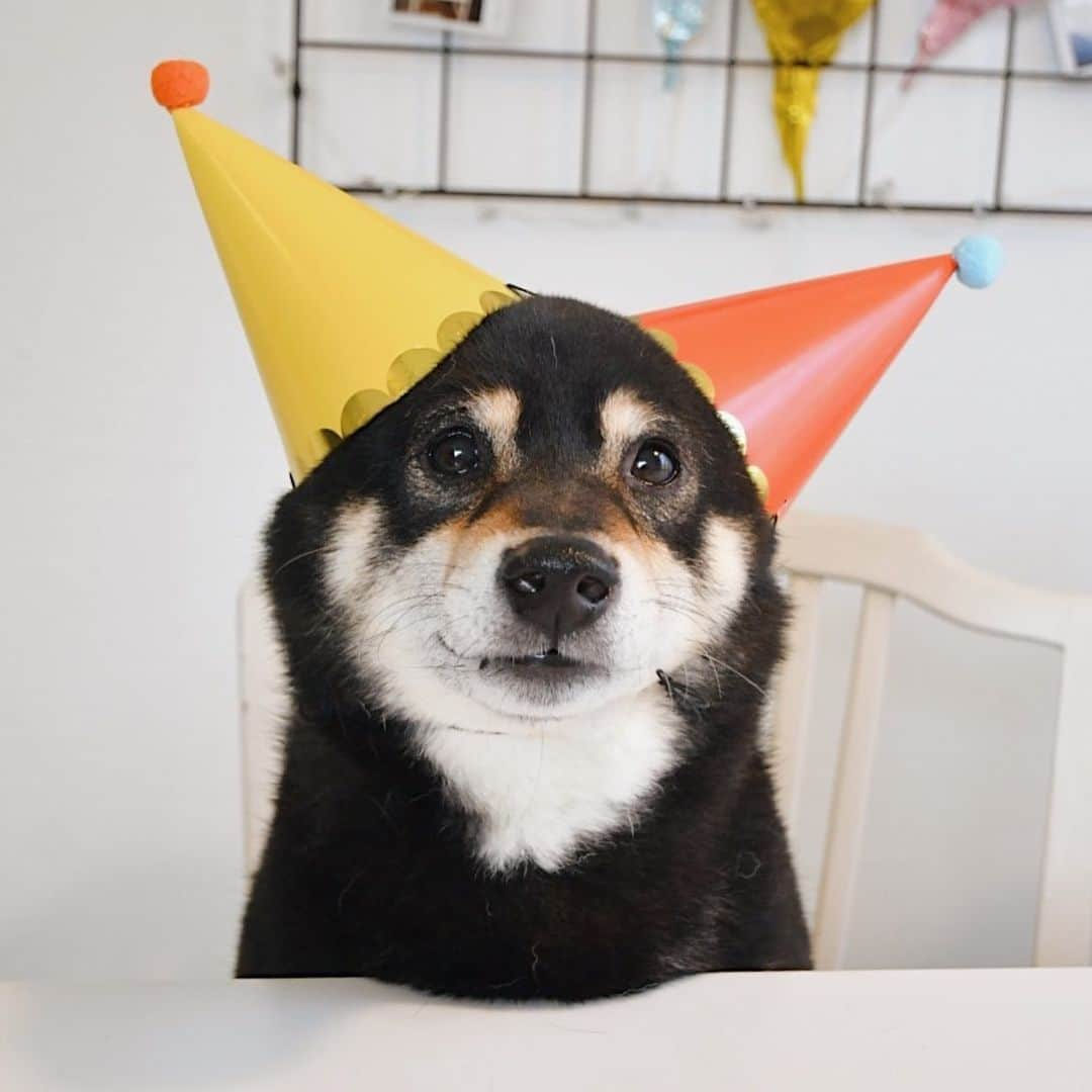 ?Fricko the Shiba Inu?のインスタグラム：「Our little Keaton inu is 7 years old 🥹🎈🎂🎈 Happy Birthday to Keaton and his brother @hanzo_suomi 😽🎈🎈   🐾 #FrickoandKeaton #🐶 #shiba #shibainu #dog #柴犬 #赤柴 #黒柴  #adorable #shibalovers #shibaholics  #dogoftheday  #weeklyfluff #aww #dogstagram  #puppiesofinstagram #shibapuppy」