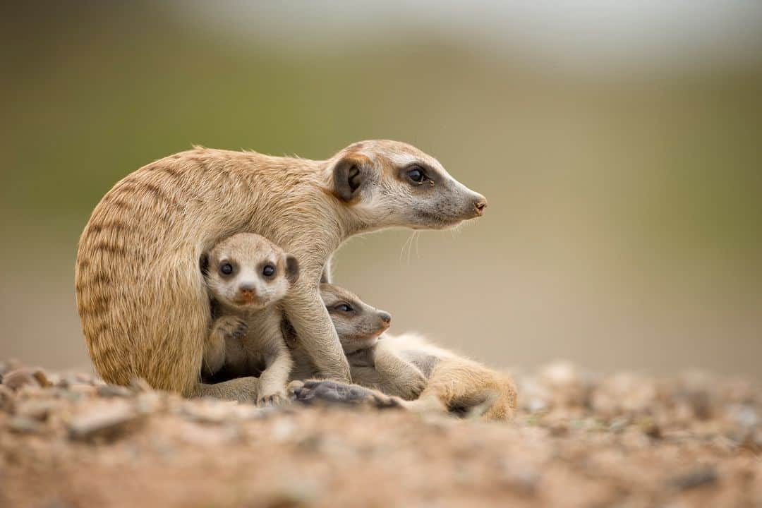 アニマルプラネットさんのインスタグラム写真 - (アニマルプラネットInstagram)「An adult meerkat protects their babies 🐾  Photo by Paul Souders  #Wildlife #FunFact #Animals #Photography #Meerkat #Namibia」4月27日 22時00分 - animalplanet