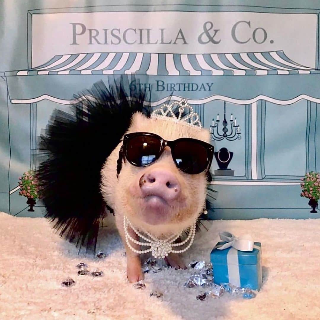 Priscilla and Poppletonさんのインスタグラム写真 - (Priscilla and PoppletonInstagram)「#ThorwbackThursday to all my past birthdays. This girl turns TEN on Saturday, and I am so excited! Anyone care to guess what my birthday theme will be this year? Swipe through to see some of my past themes and leave your guesses below! Two more sleeps!🐷🎉 #prissyturnsten #happybdayprissypig #birthdaygirl #prissyandpop」4月27日 22時01分 - prissy_pig