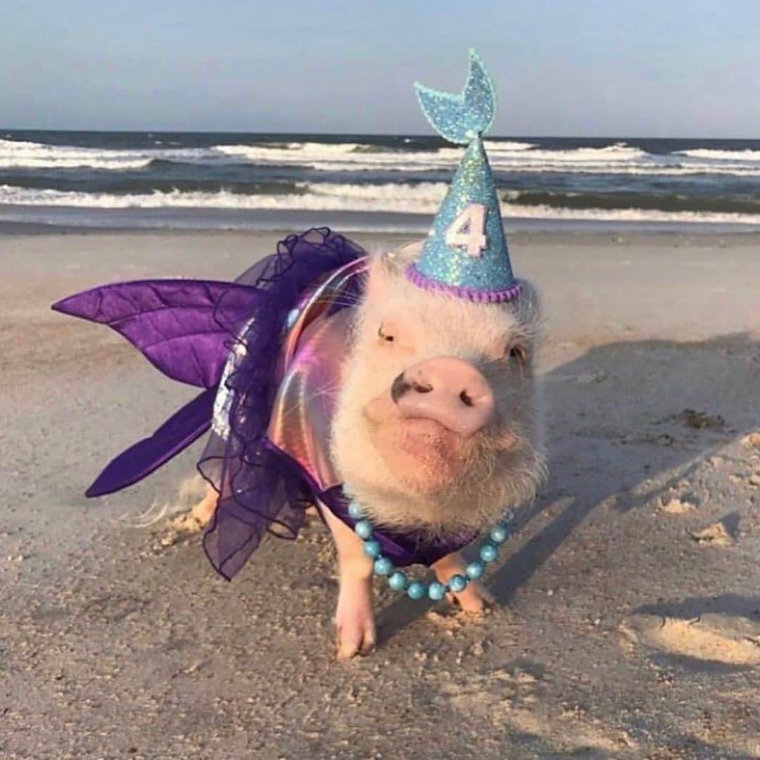 Priscilla and Poppletonさんのインスタグラム写真 - (Priscilla and PoppletonInstagram)「#ThorwbackThursday to all my past birthdays. This girl turns TEN on Saturday, and I am so excited! Anyone care to guess what my birthday theme will be this year? Swipe through to see some of my past themes and leave your guesses below! Two more sleeps!🐷🎉 #prissyturnsten #happybdayprissypig #birthdaygirl #prissyandpop」4月27日 22時01分 - prissy_pig