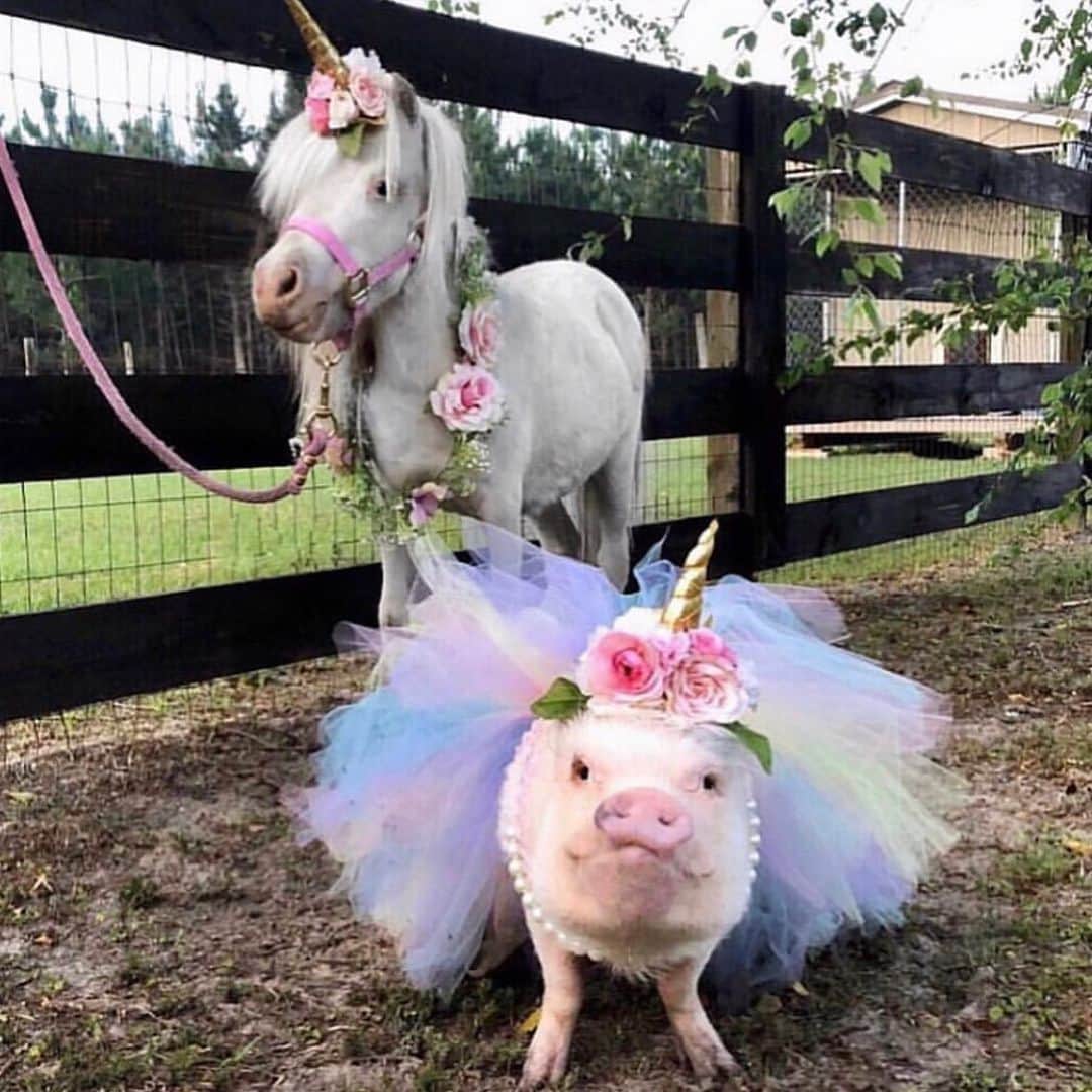 Priscilla and Poppletonさんのインスタグラム写真 - (Priscilla and PoppletonInstagram)「#ThorwbackThursday to all my past birthdays. This girl turns TEN on Saturday, and I am so excited! Anyone care to guess what my birthday theme will be this year? Swipe through to see some of my past themes and leave your guesses below! Two more sleeps!🐷🎉 #prissyturnsten #happybdayprissypig #birthdaygirl #prissyandpop」4月27日 22時01分 - prissy_pig