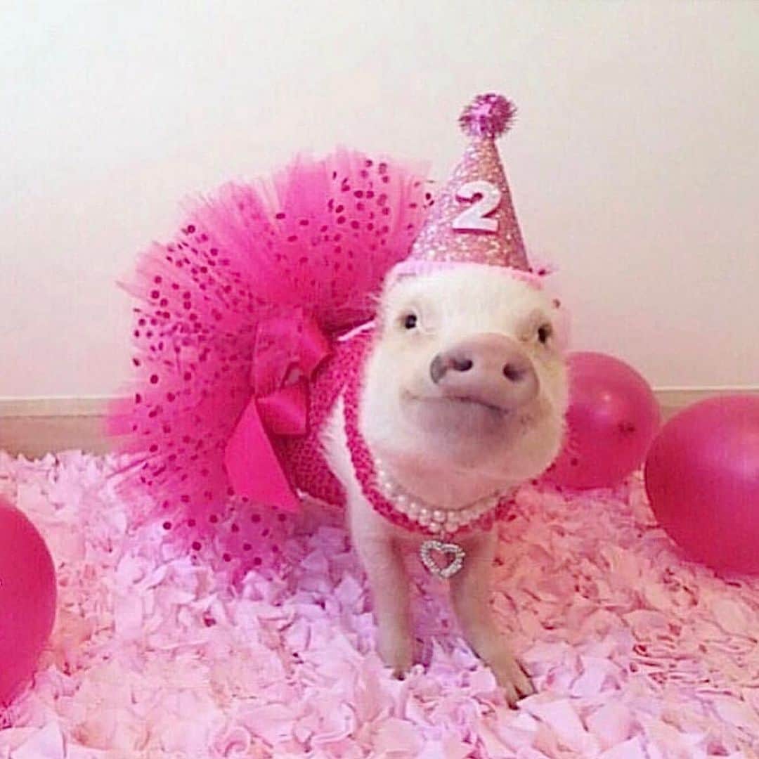 Priscilla and Poppletonさんのインスタグラム写真 - (Priscilla and PoppletonInstagram)「#ThorwbackThursday to all my past birthdays. This girl turns TEN on Saturday, and I am so excited! Anyone care to guess what my birthday theme will be this year? Swipe through to see some of my past themes and leave your guesses below! Two more sleeps!🐷🎉 #prissyturnsten #happybdayprissypig #birthdaygirl #prissyandpop」4月27日 22時01分 - prissy_pig